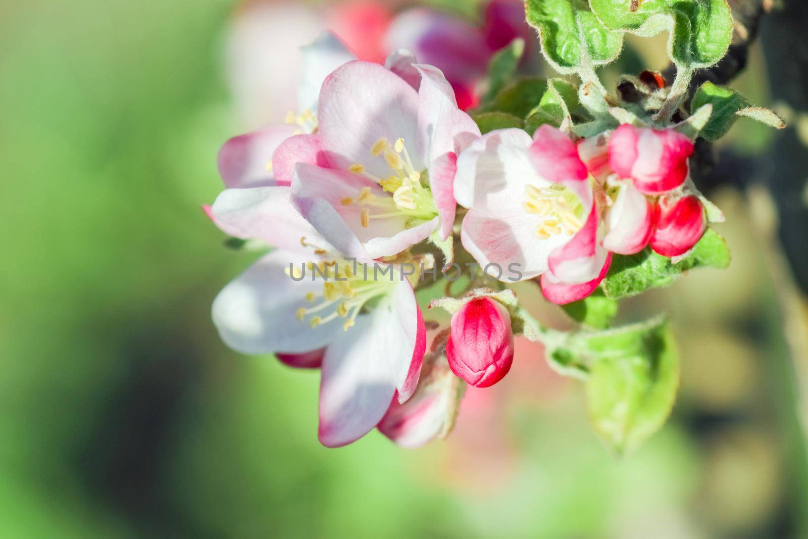 blooming tree branches for the entire frame. High quality photo