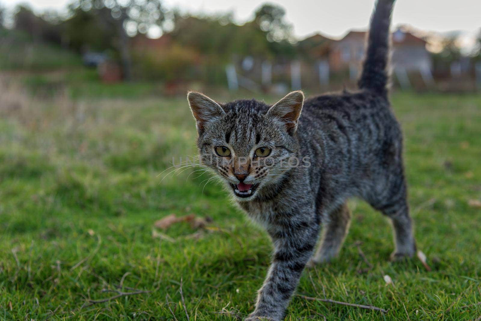 beautiful cat walking in autumn in november