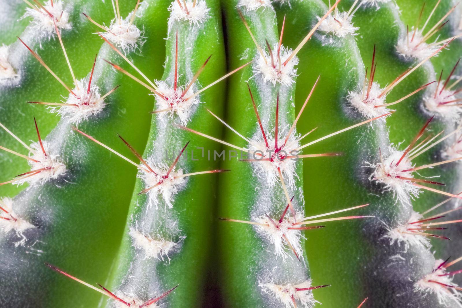 cactus close up on the entire frame as a background by roman112007