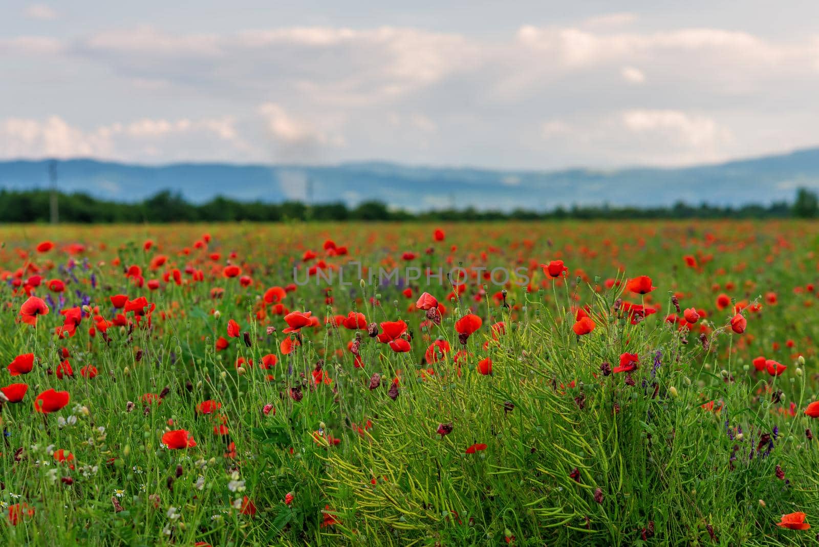 Beautiful poppy field with beautiful clouds in the summer