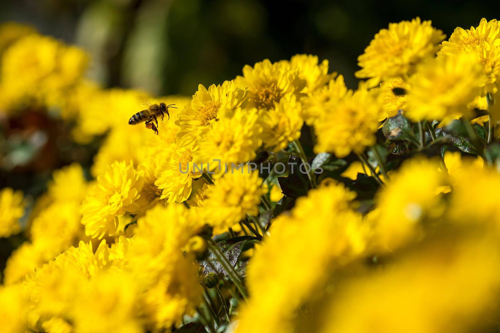 A bee is busy pollenating flowers as it goes about it's job collecting pollen.