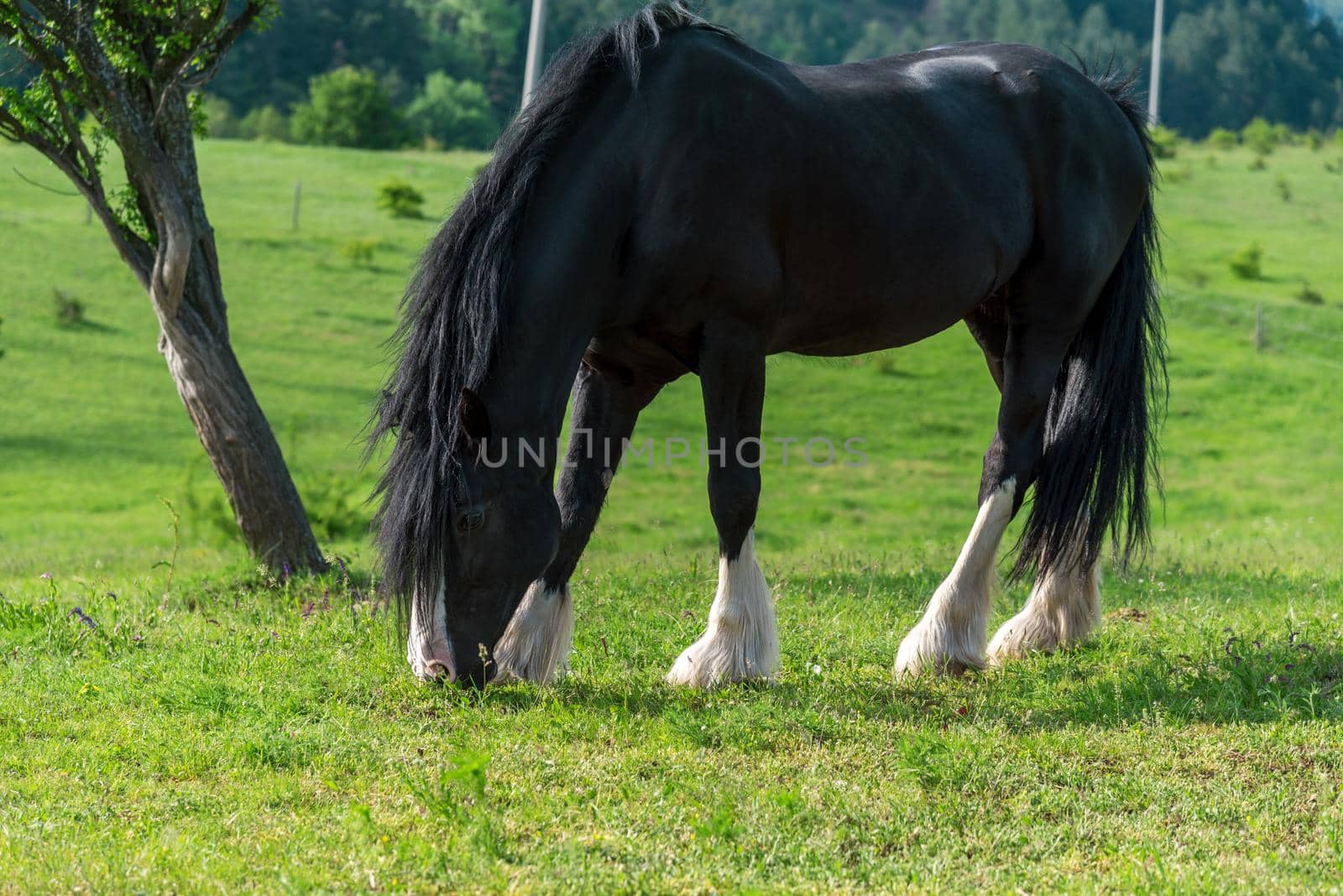 Friesian horse in the pasture. Beautiful mare of friesian horse with long mane.