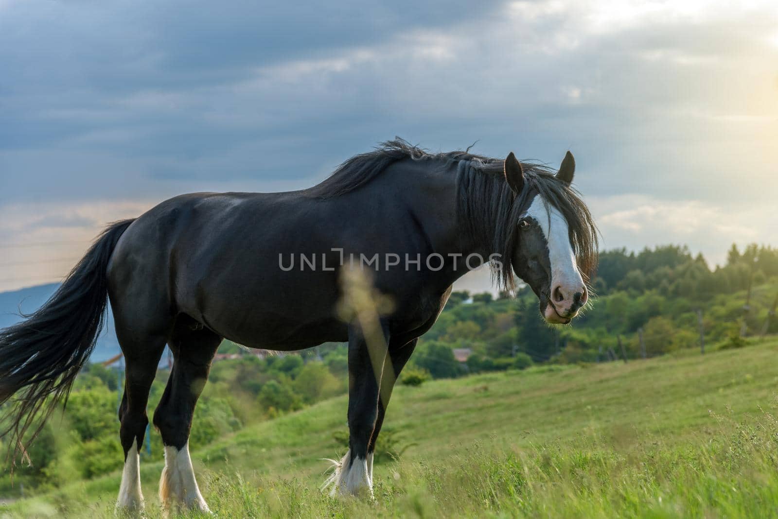 Friesian horse in the pasture. Beautiful mare of friesian horse with long mane.