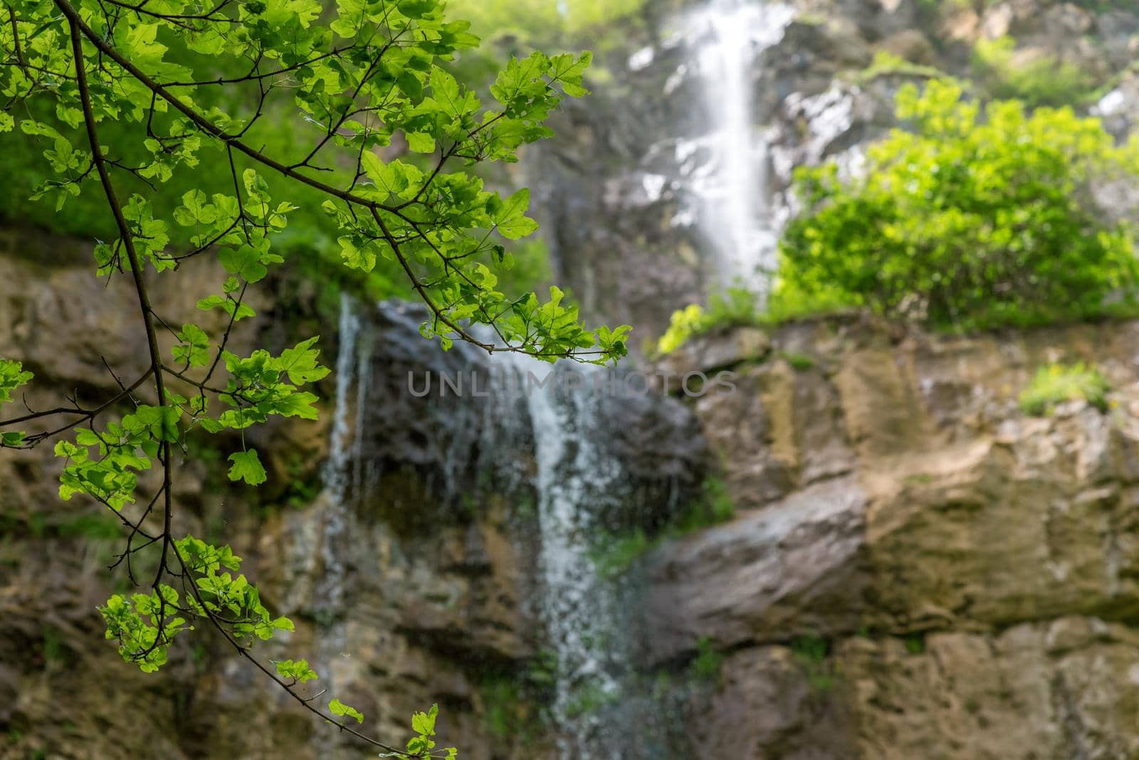 Branch on the background of a waterfall at summer 