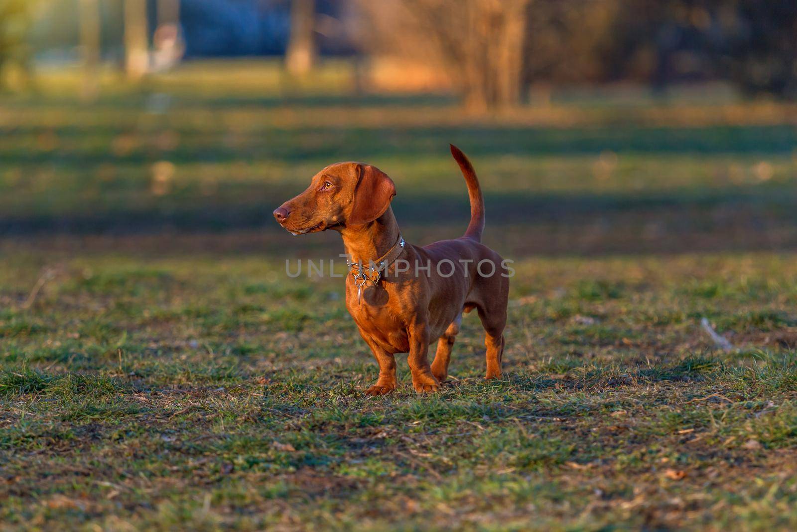 Brown Dachshund in the park at sunset