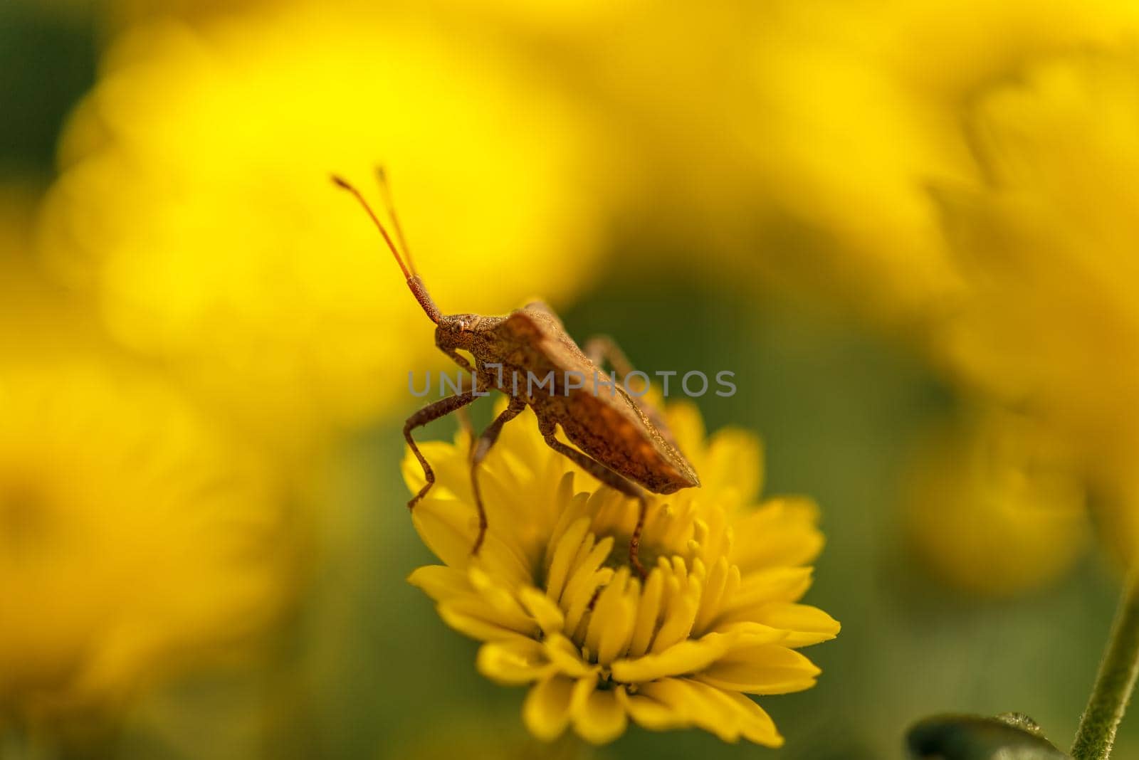 Palomena prasina. Brown shield bug in autumn.