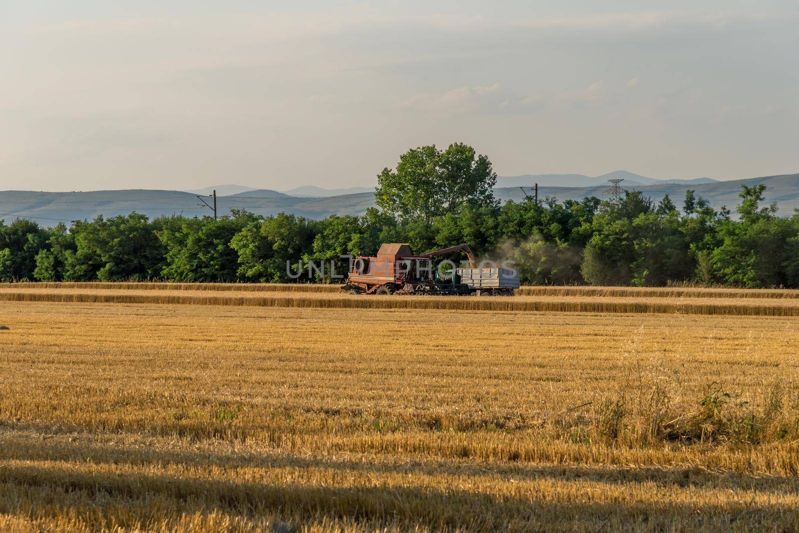 Harvester machine to harvest wheat field working