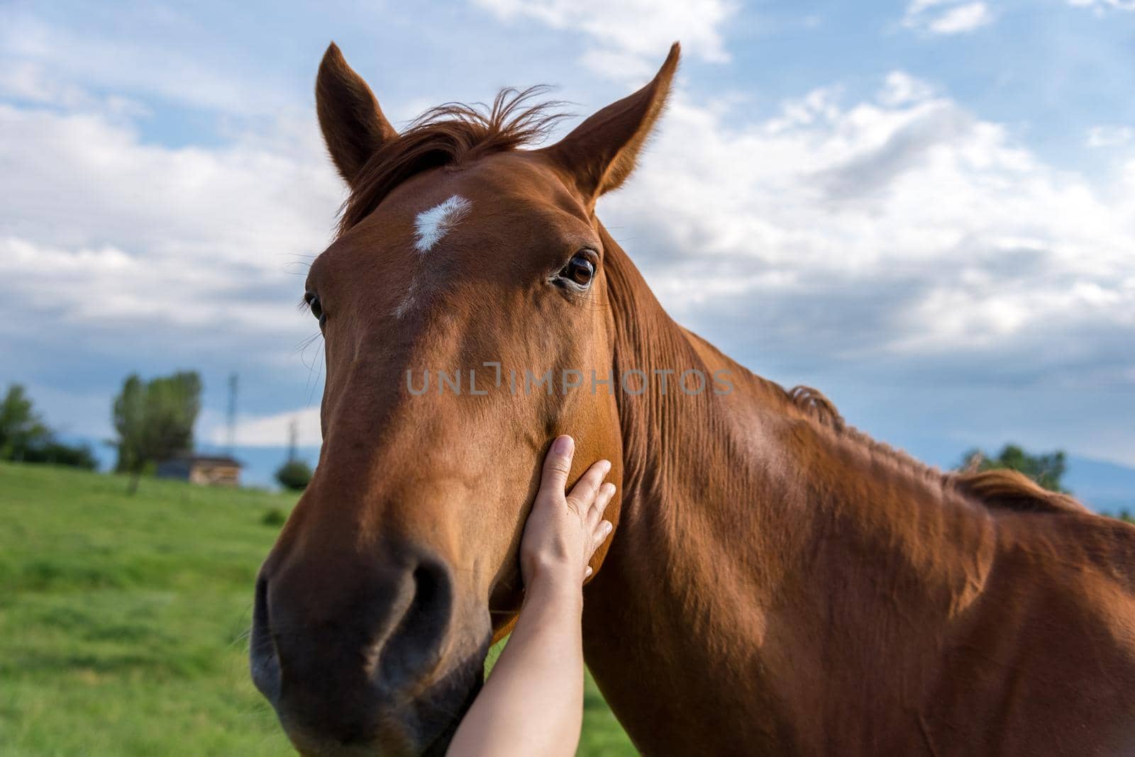 The hand of a woman is stroking a horse at sunset
