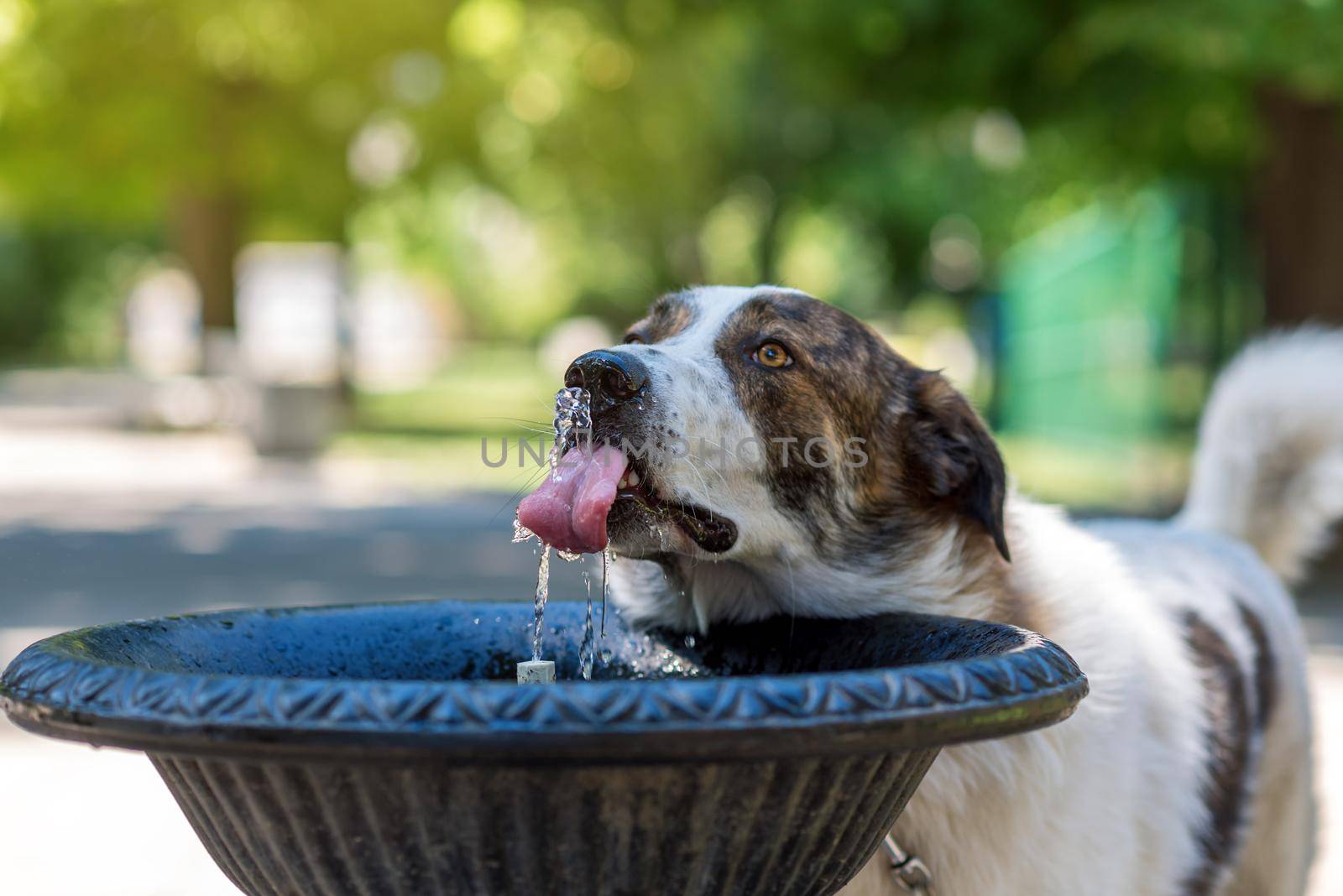 Dog drinking water from the fountain