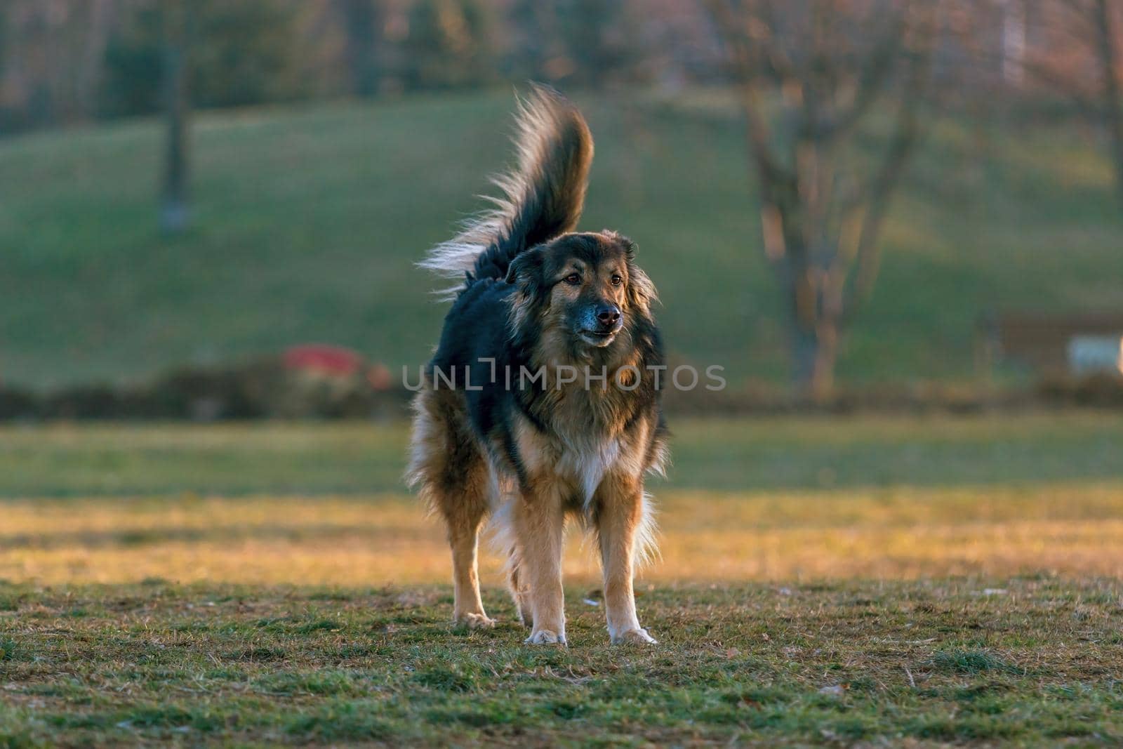 gorgeous large dog in a park