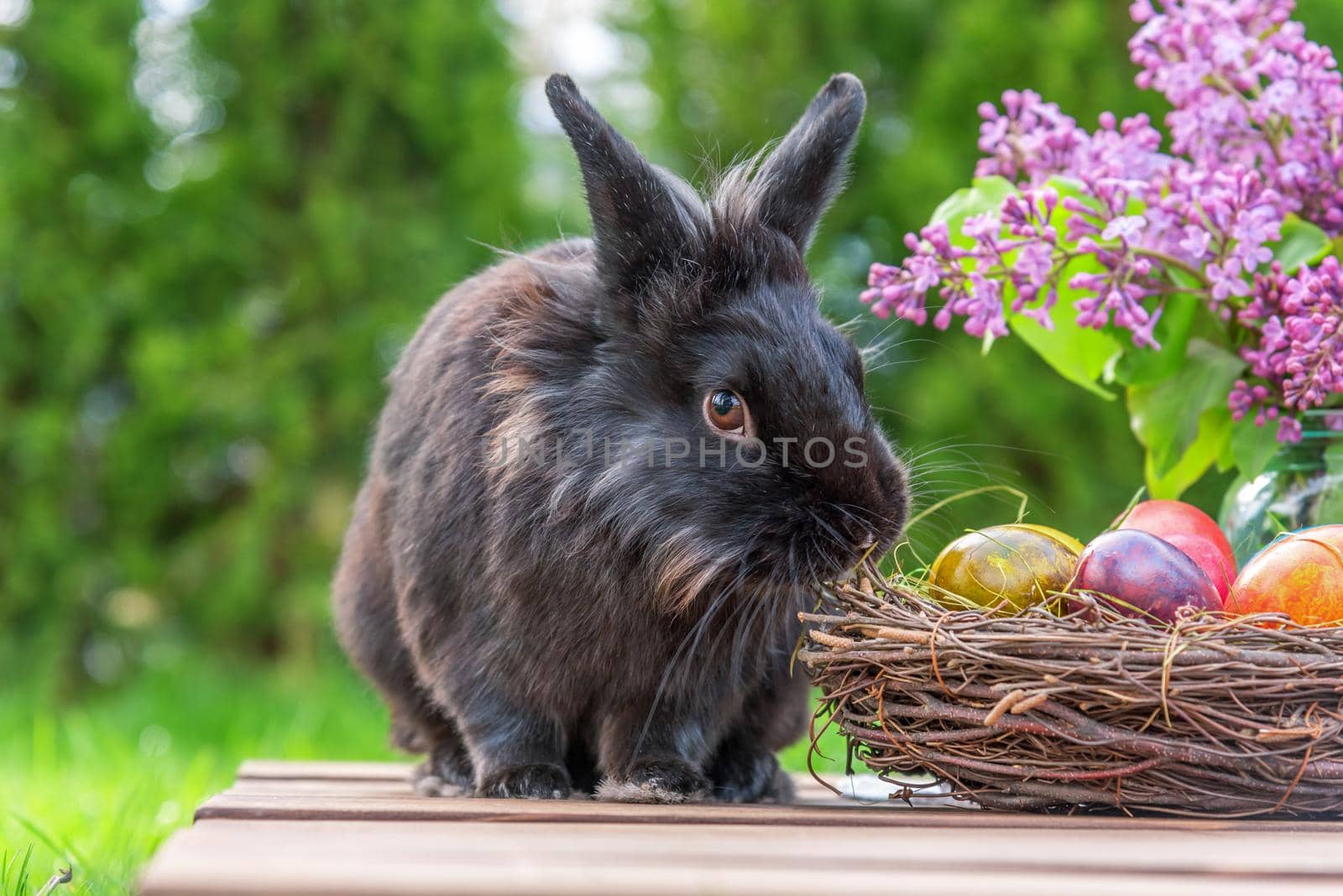 easter rabbit and easter eggs in spring day