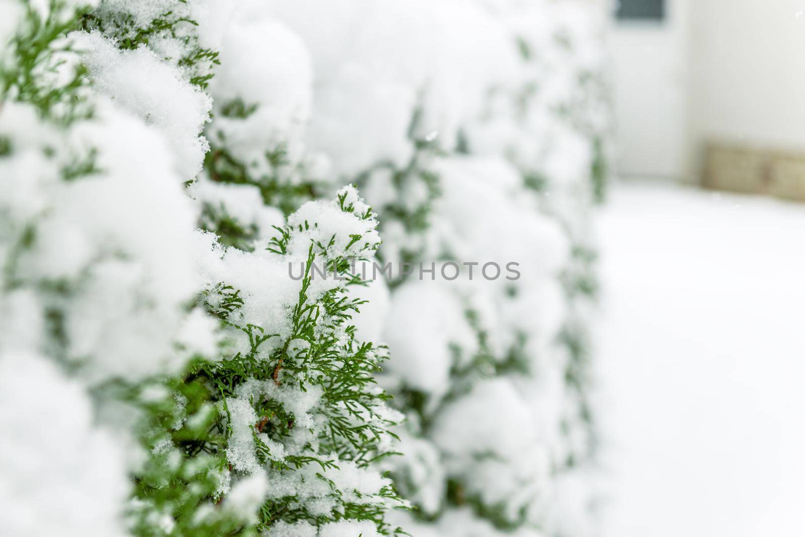 The frozen droplets of ice on pine needles