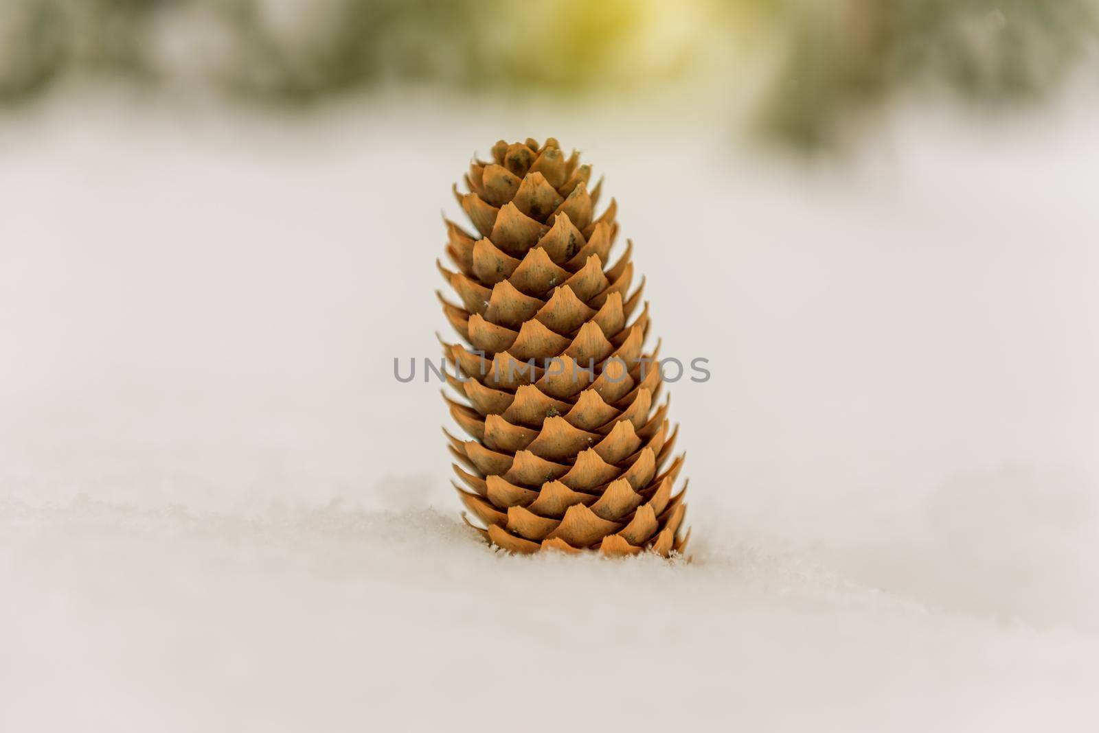 Fir Cone in the snow. Christmas decoration