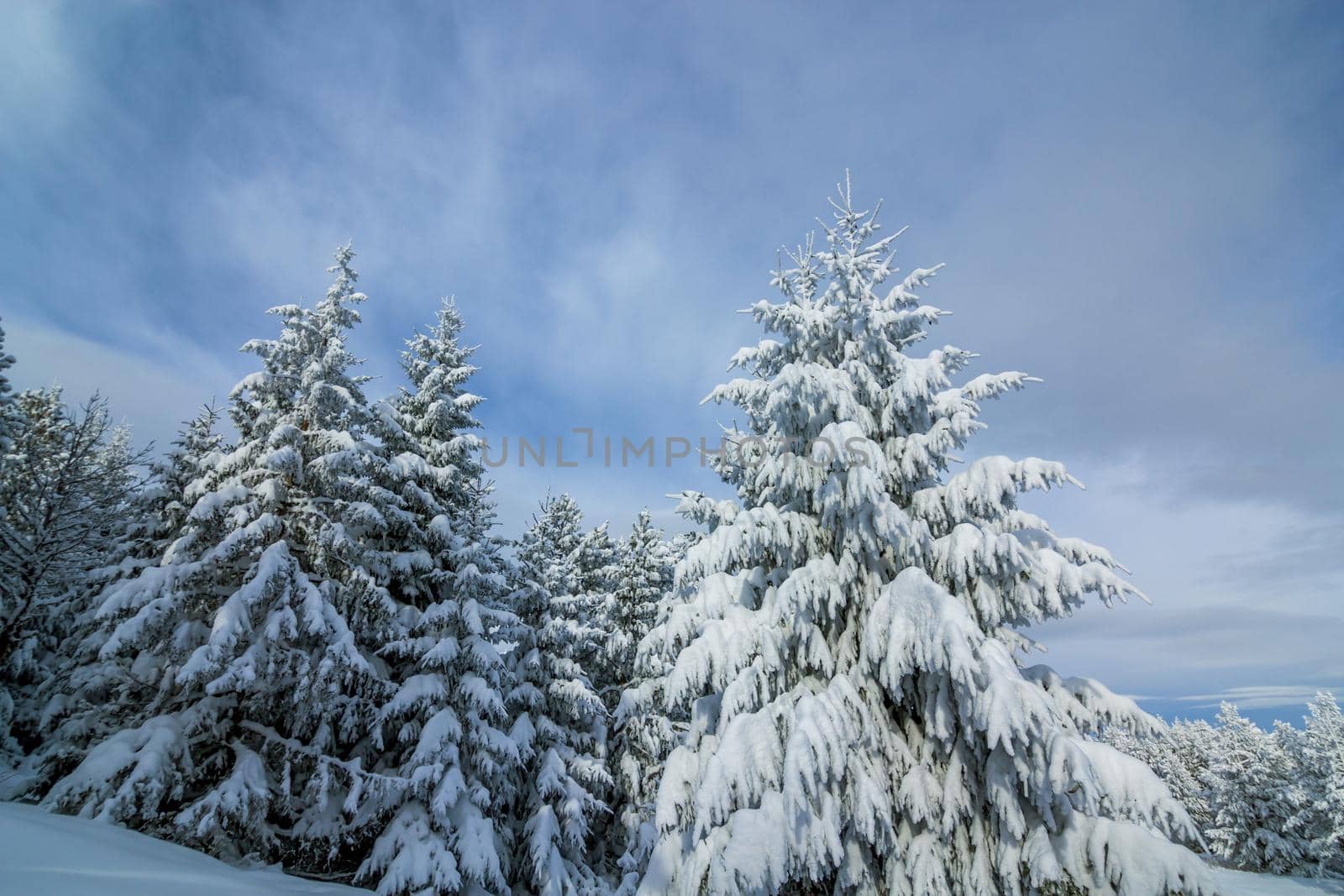 Fir trees covered with snow in forest in february