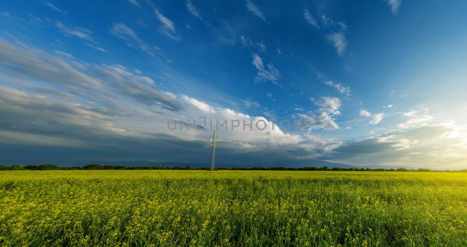 Panorama of rape field with beautiful clouds in the summer