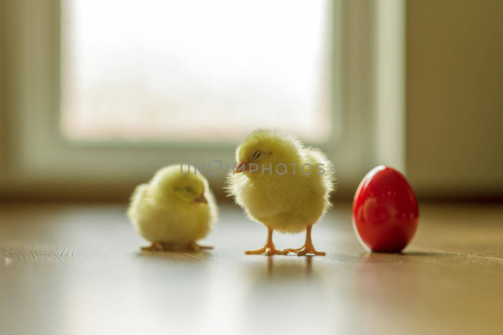 Fröhliches Ostern mit Osterküken