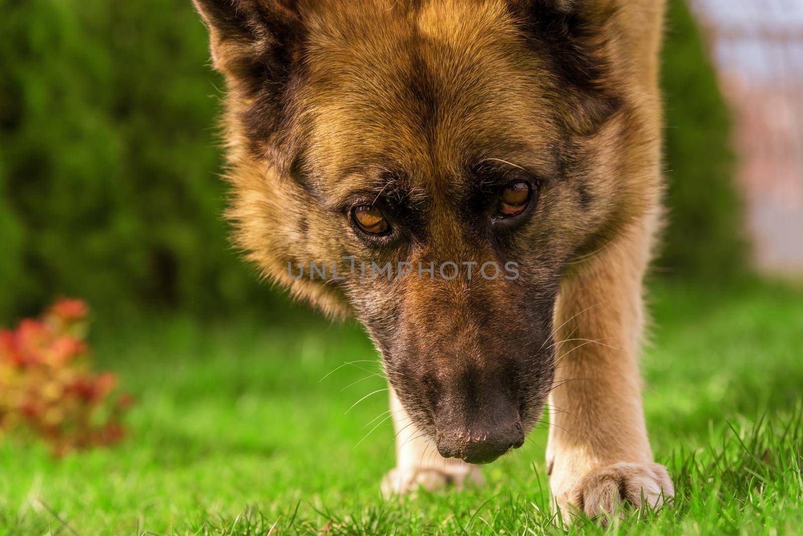 german shepherd dog portrait outdoors in summer 