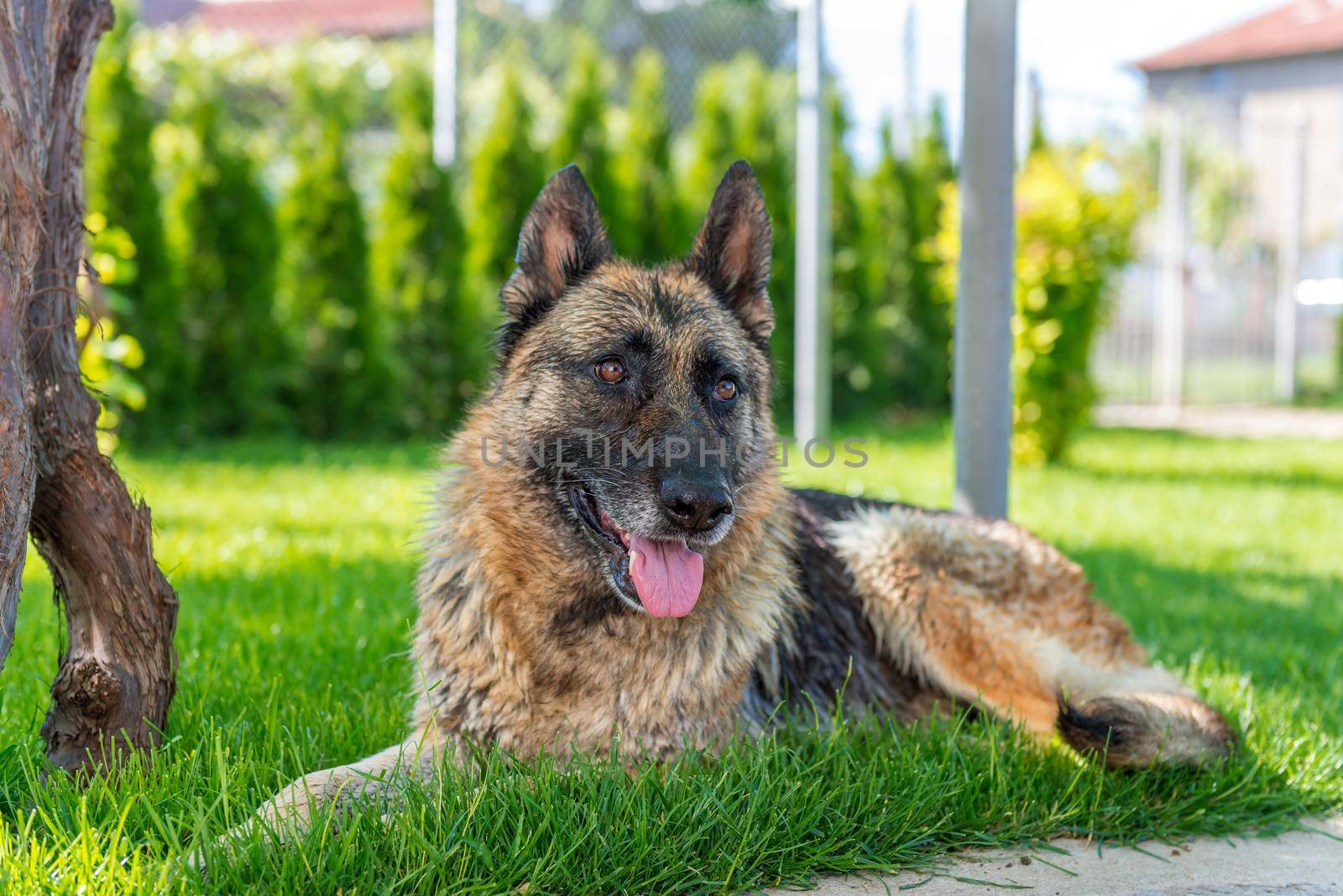 German Shepherd lying on the lawn in sunset