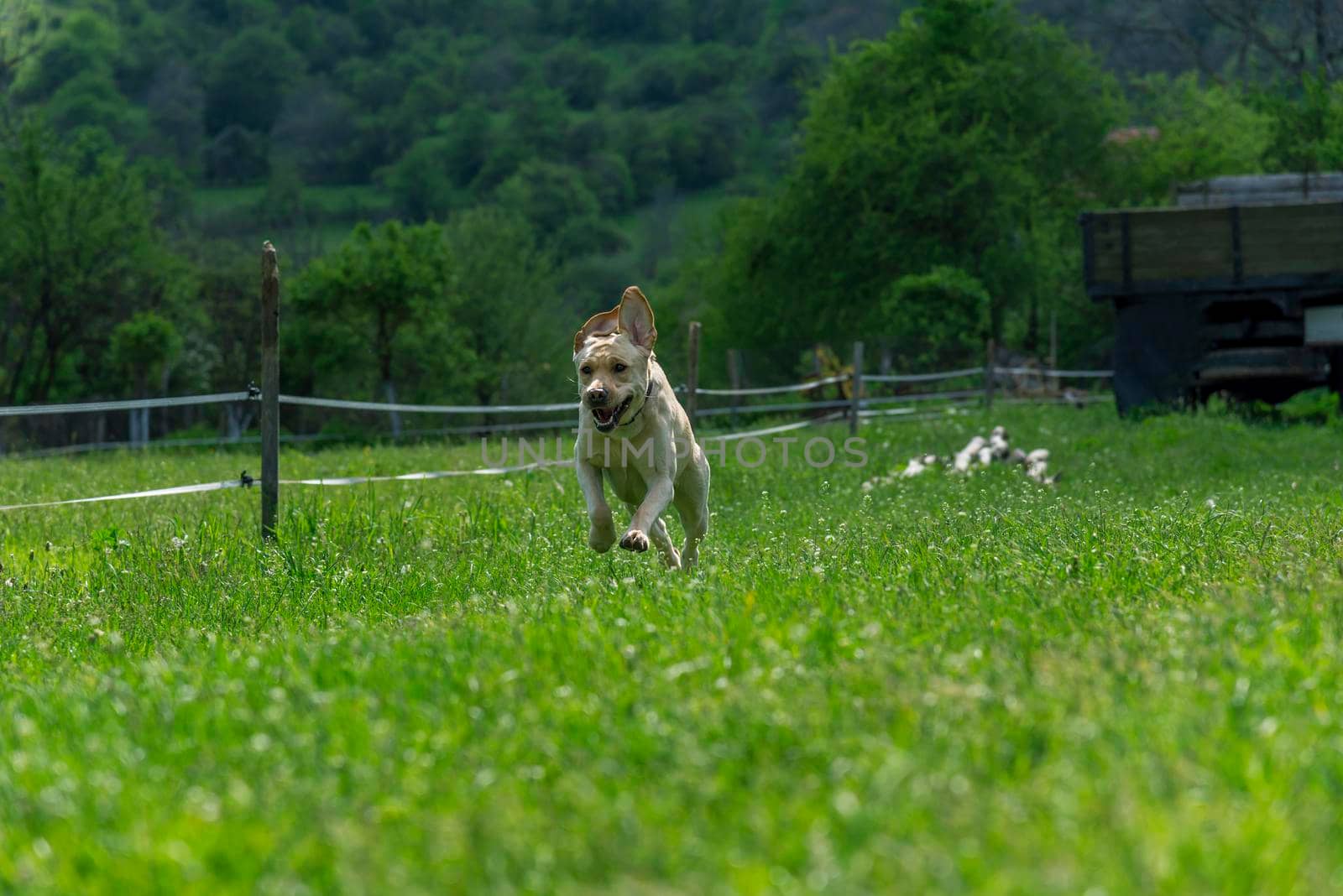 golden retriever runs over a green meadow