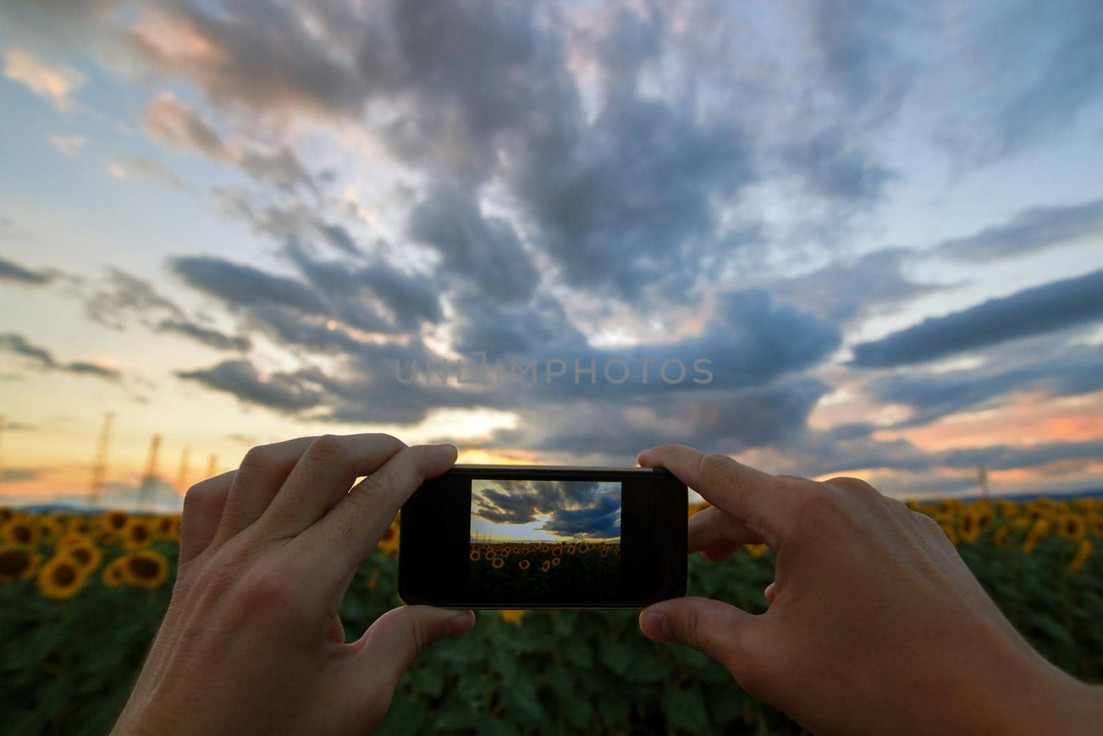 Hand taking picture of sunflowers field from smartphone