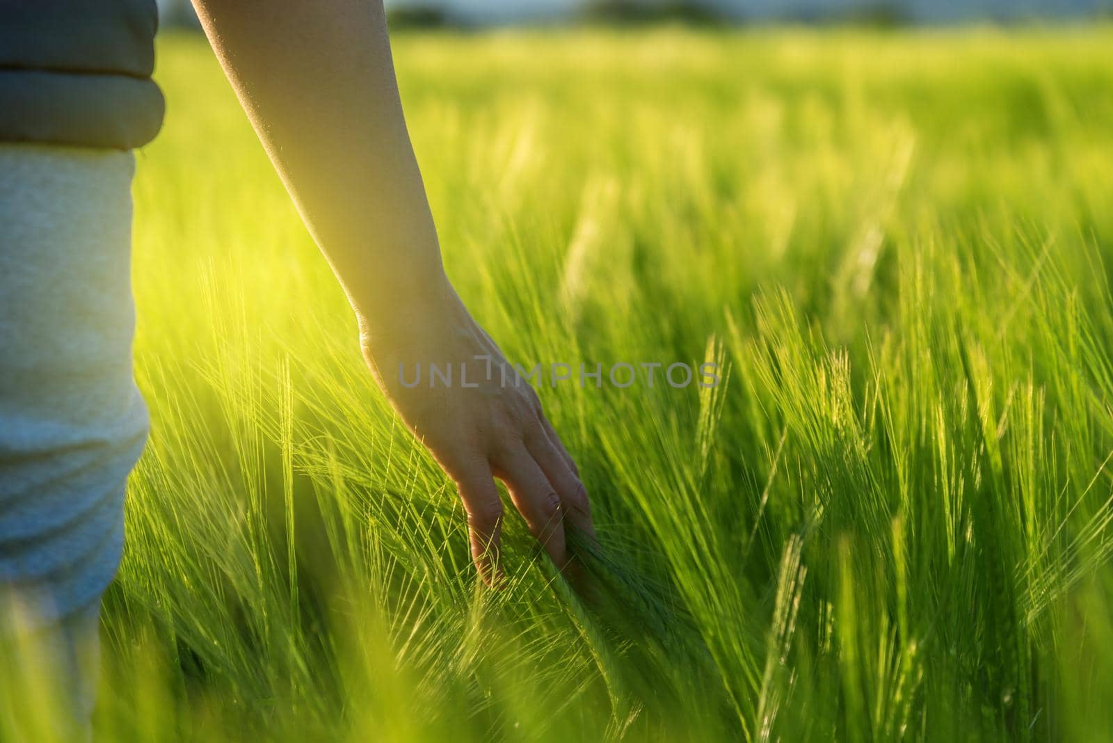 Close-up of woman hand touching crops in field