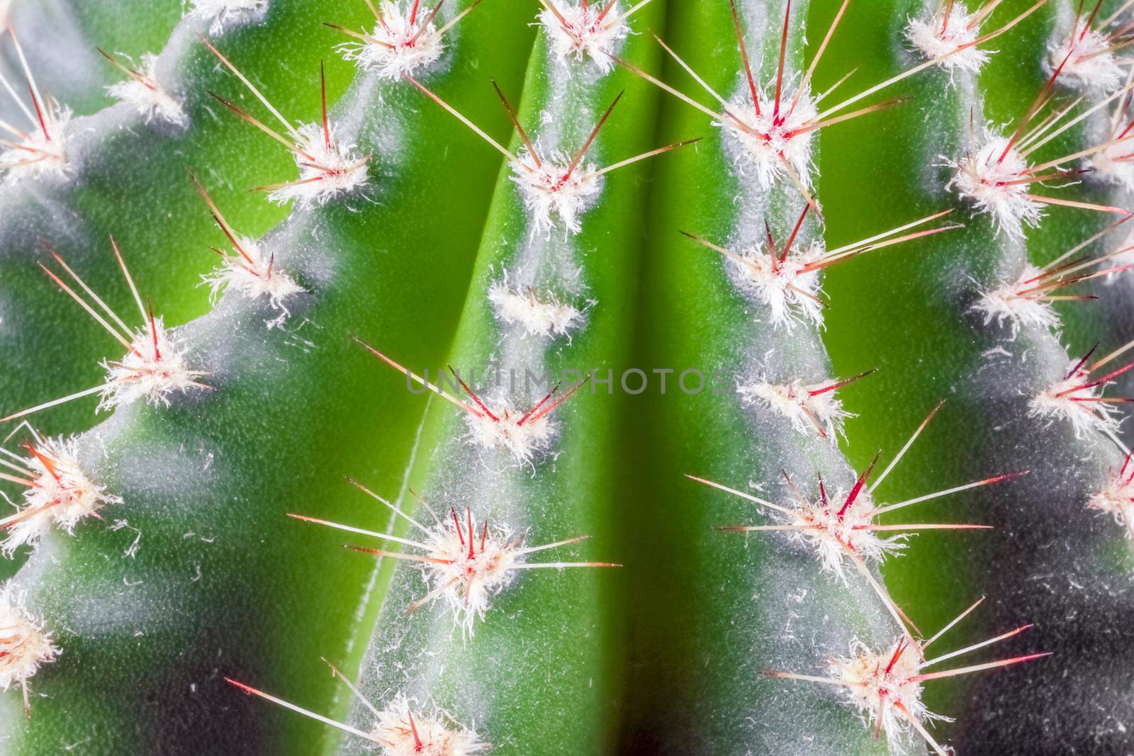 cactus on a beautiful background close up macro