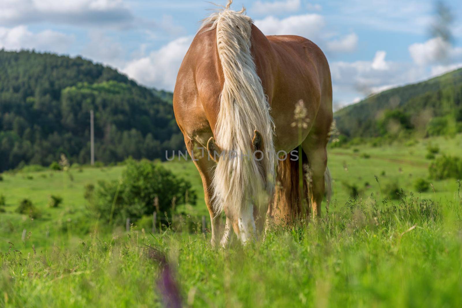 Beautiful red horse grazing in a meadow in spring