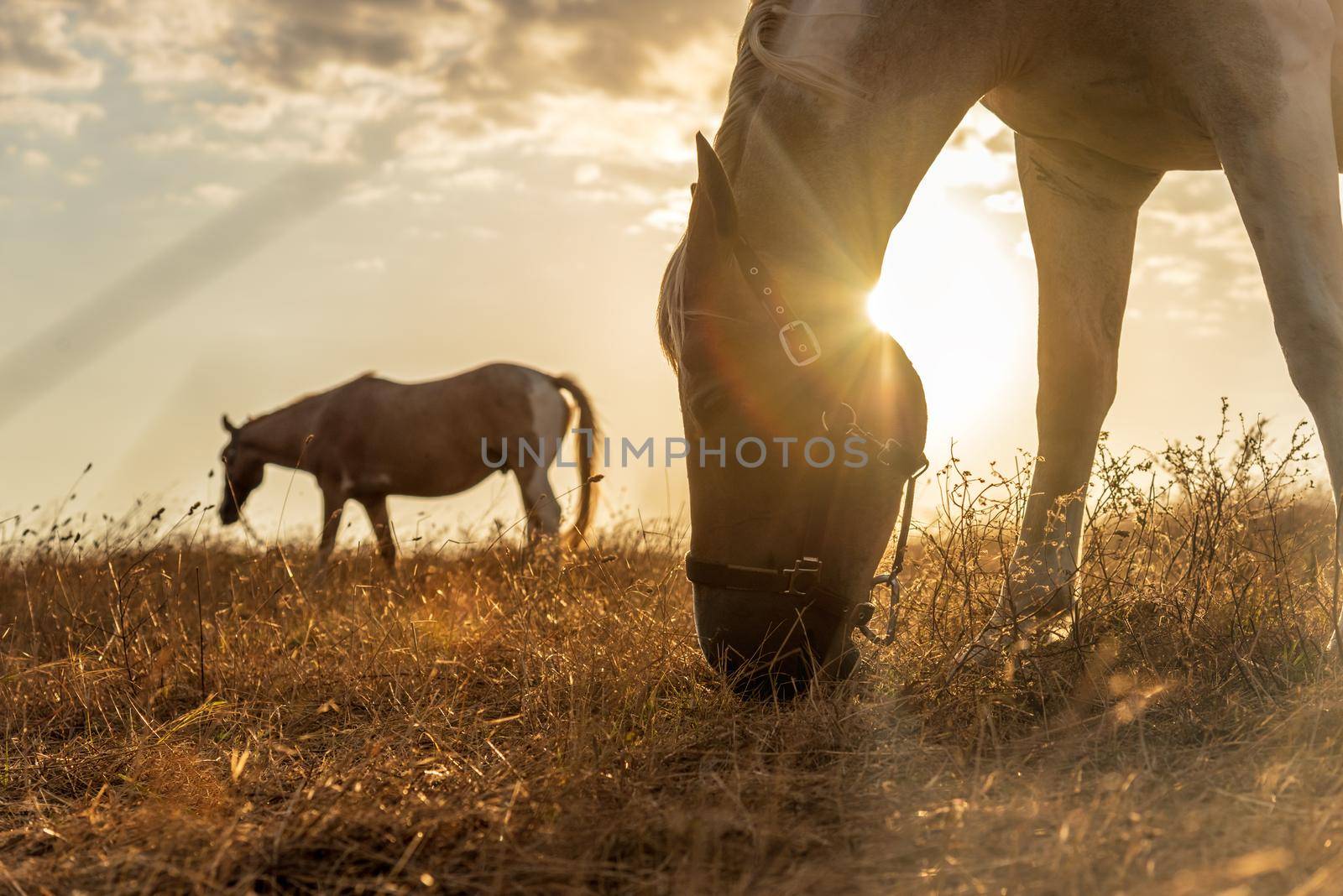 Beautiful red horse grazing in a meadow in autumn