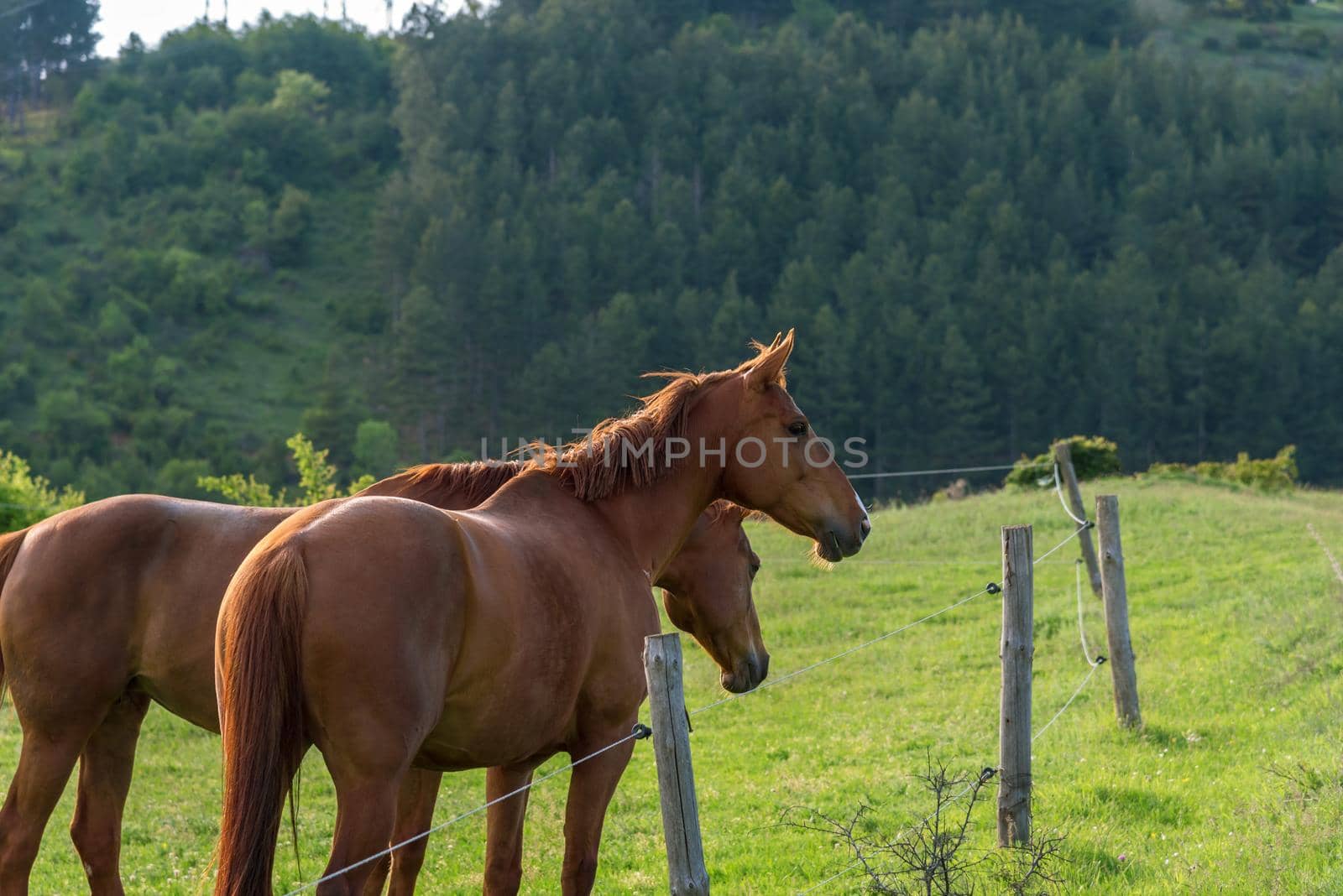 horses on countryside on sunrise on summer