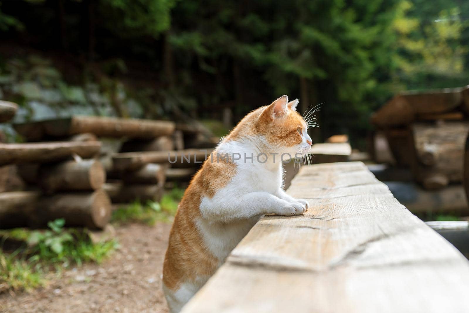 hunting orange cat in autumn