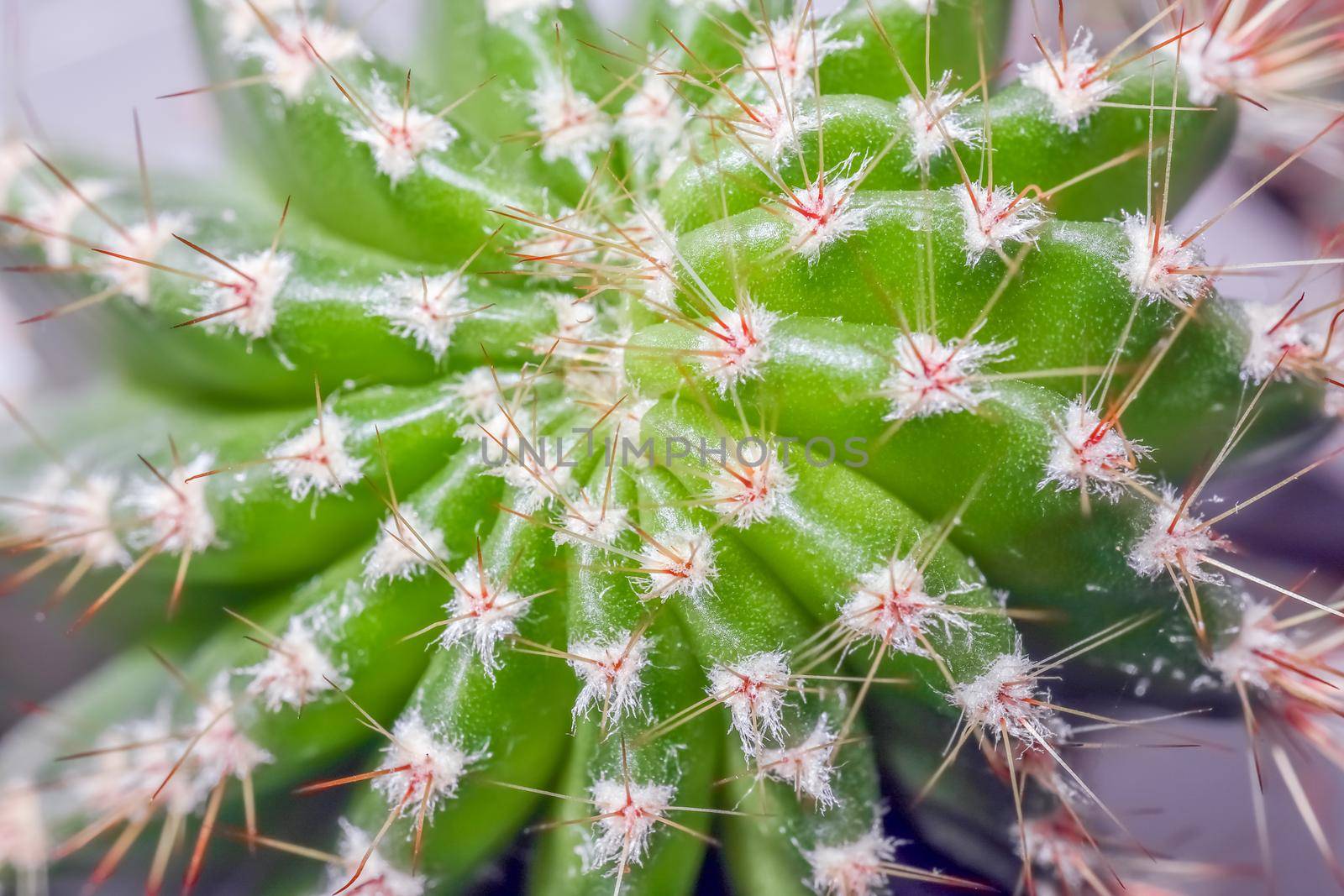 cactus on a beautiful background close up macro