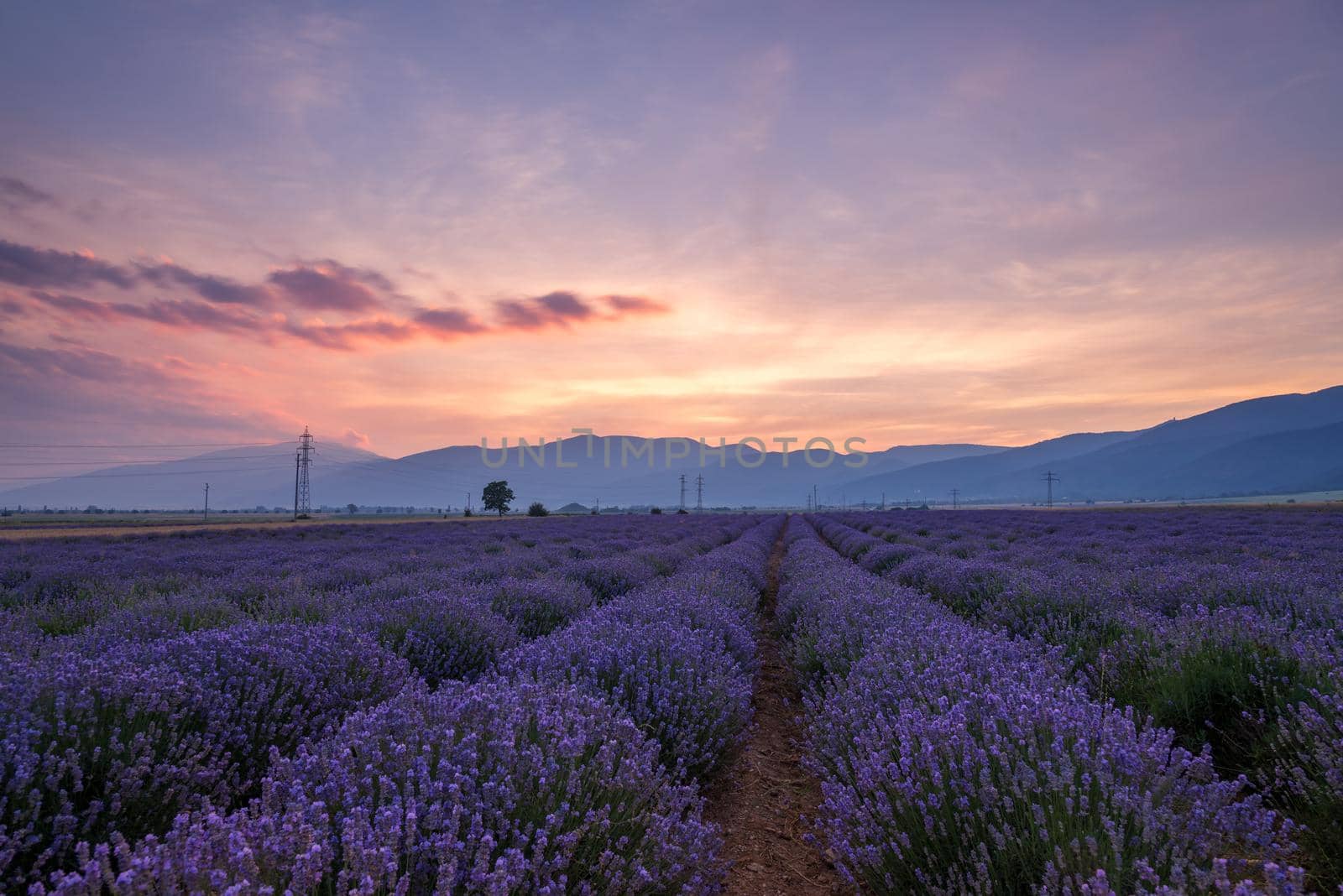 Lavender fields. Beautiful image of lavender field. Summer sunset landscape