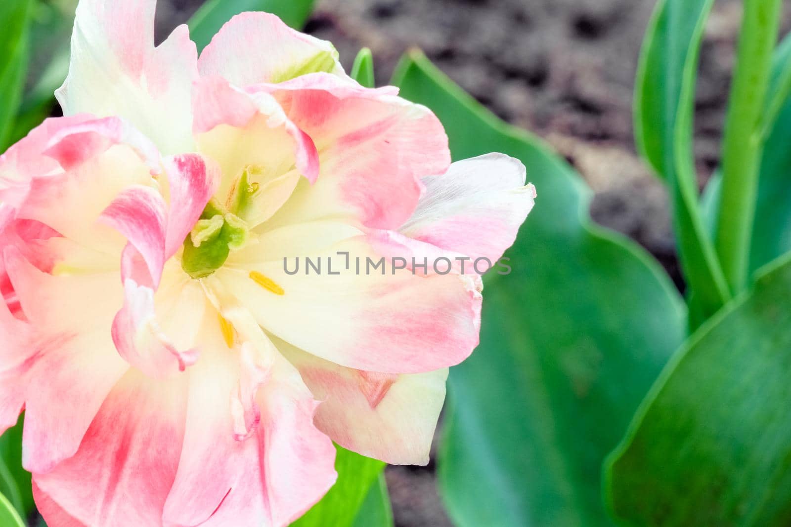 Bud of a Tulip on a beautiful background of macro by roman112007