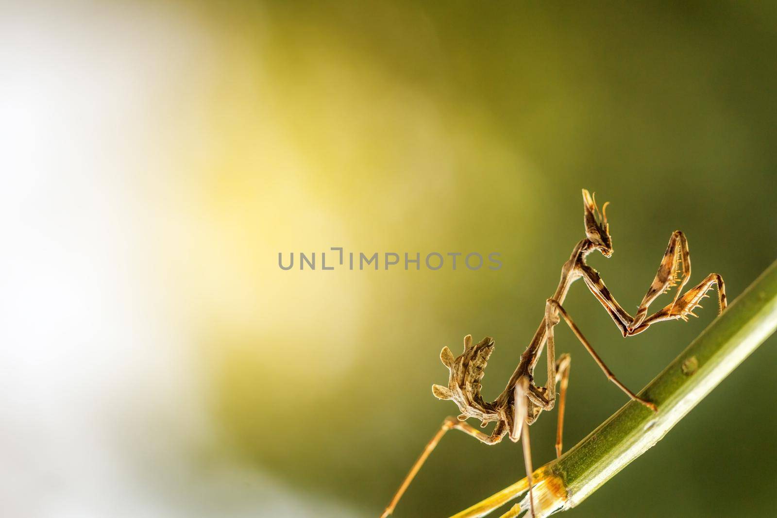close up mantis in beautiful magical background