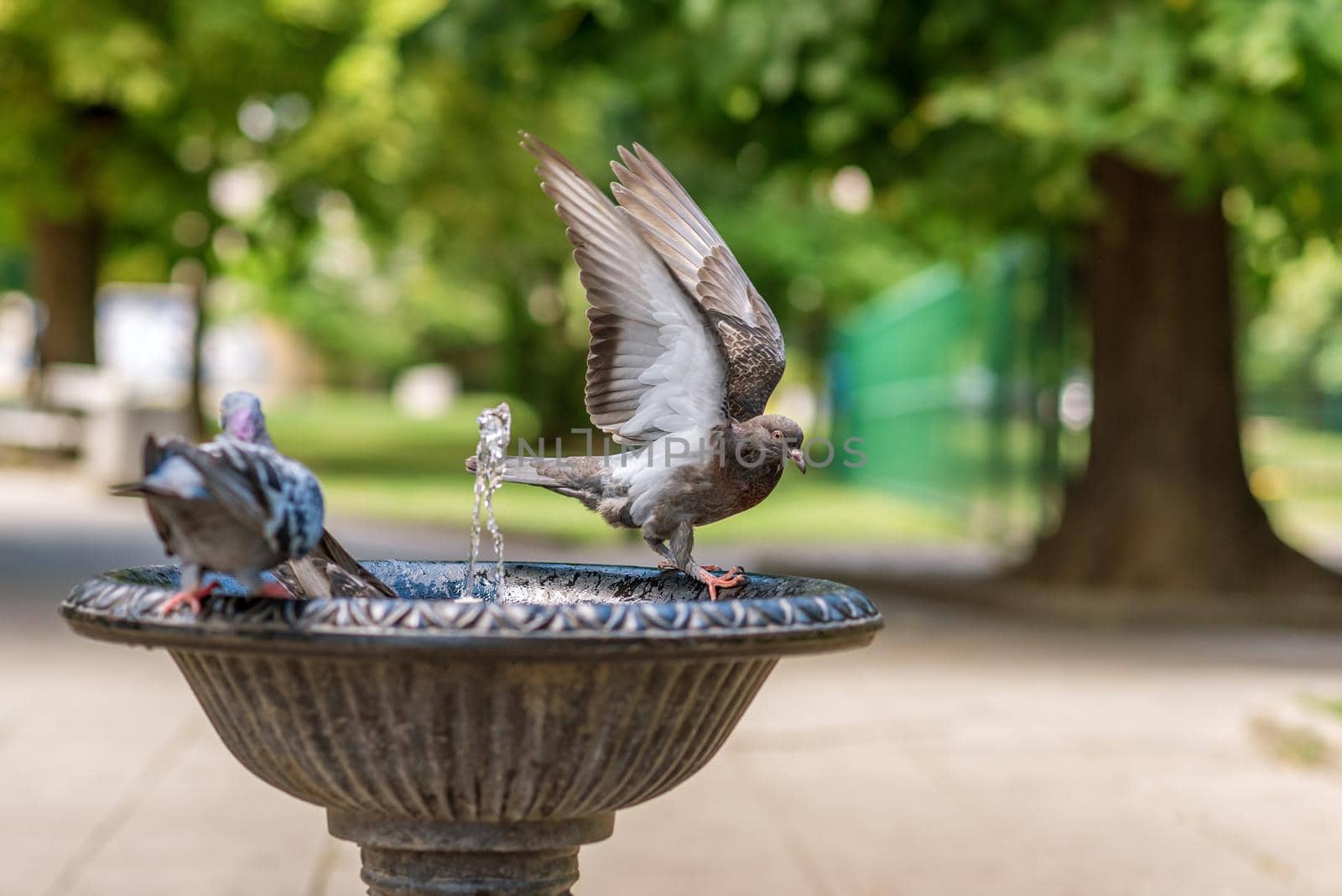 Pigeons drinking and bathing in a bird fountain in a park in summer