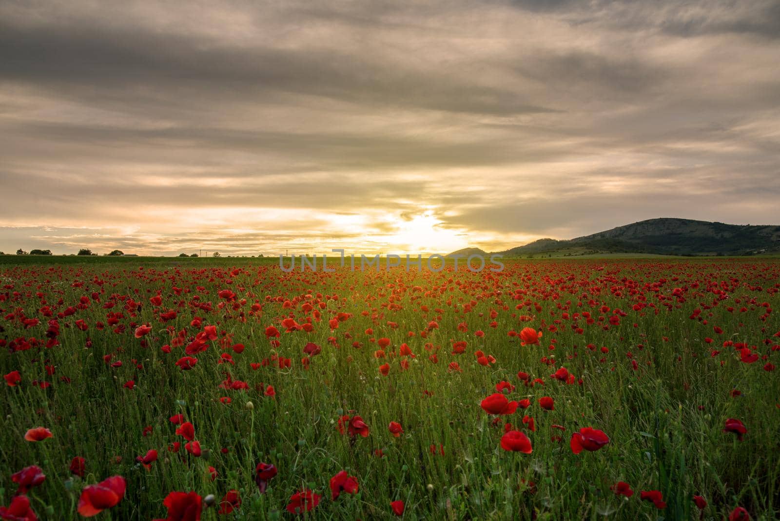 Vivid poppy field during sunset at summer