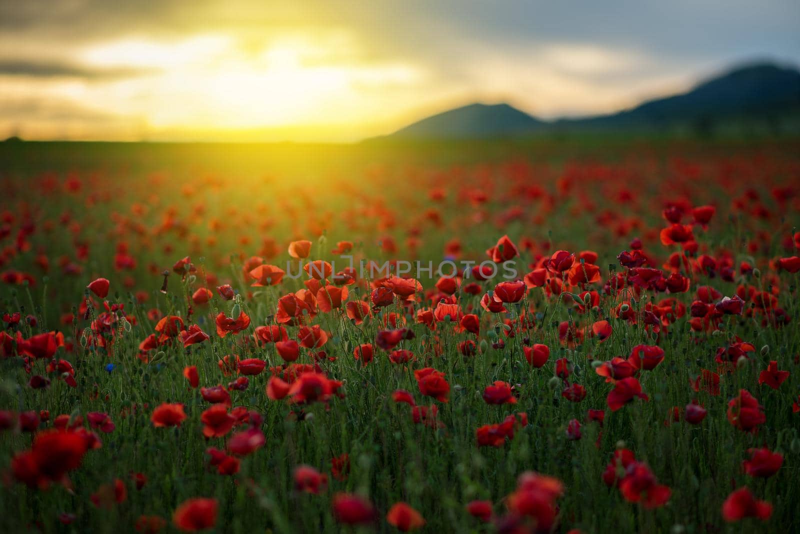 Vivid poppy field during sunset at summer