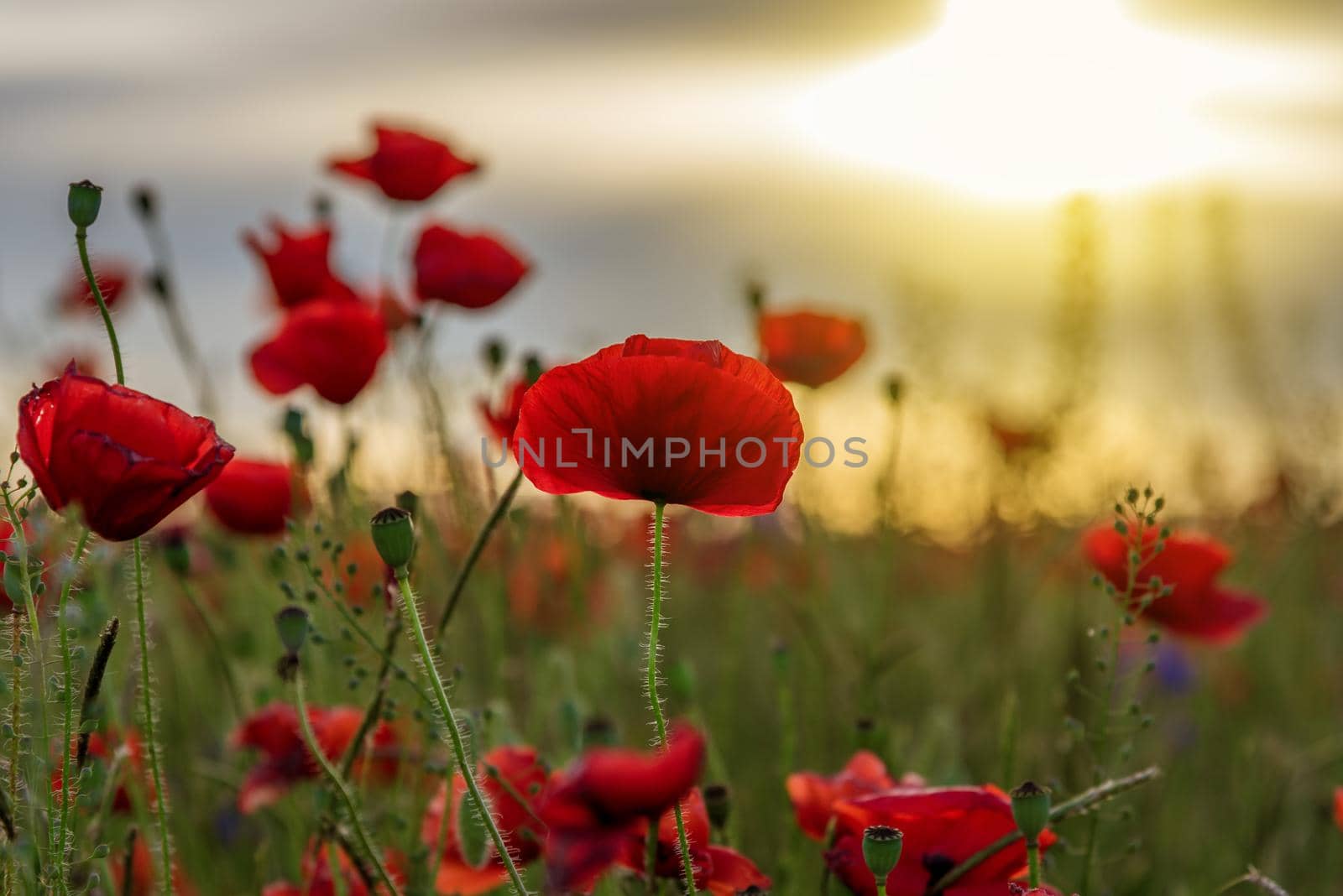 Vivid poppy field during sunset at summer