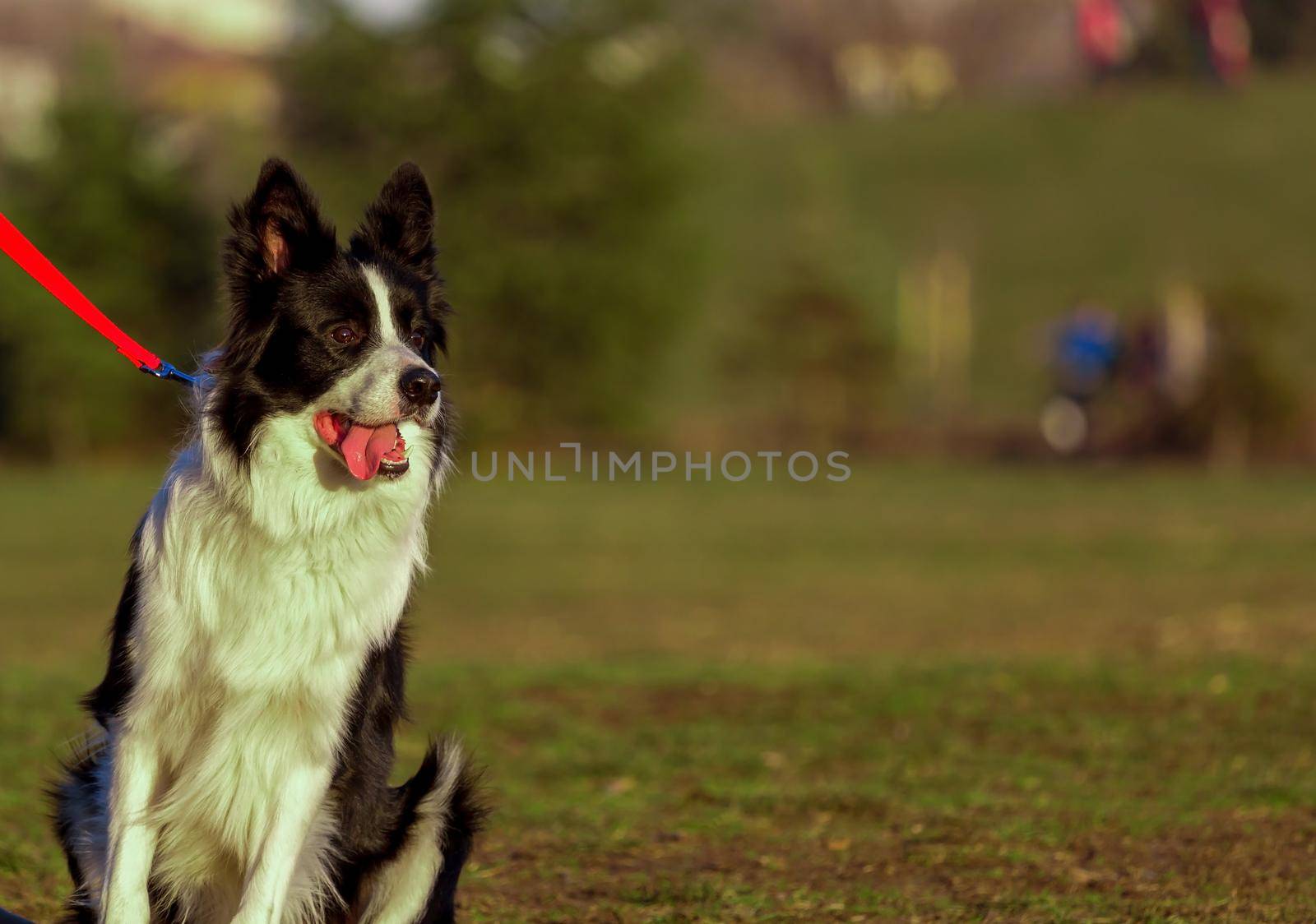 Portrait of border collie lying on lawn at sunset