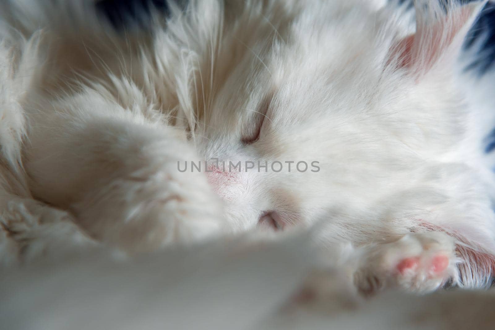 portrait of a beautiful white cat how sleep