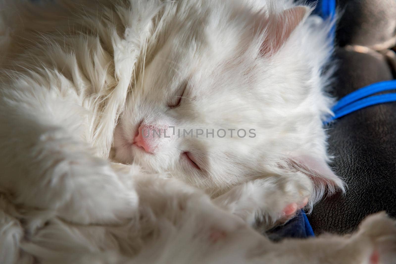 portrait of a beautiful white cat how sleep
