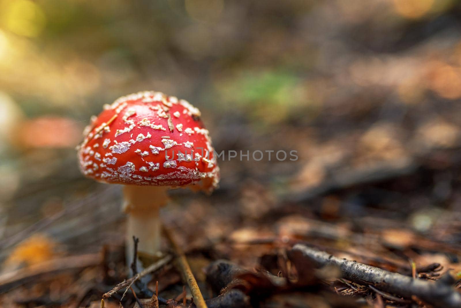 Mushroom amanita in the forest. Selective focus.