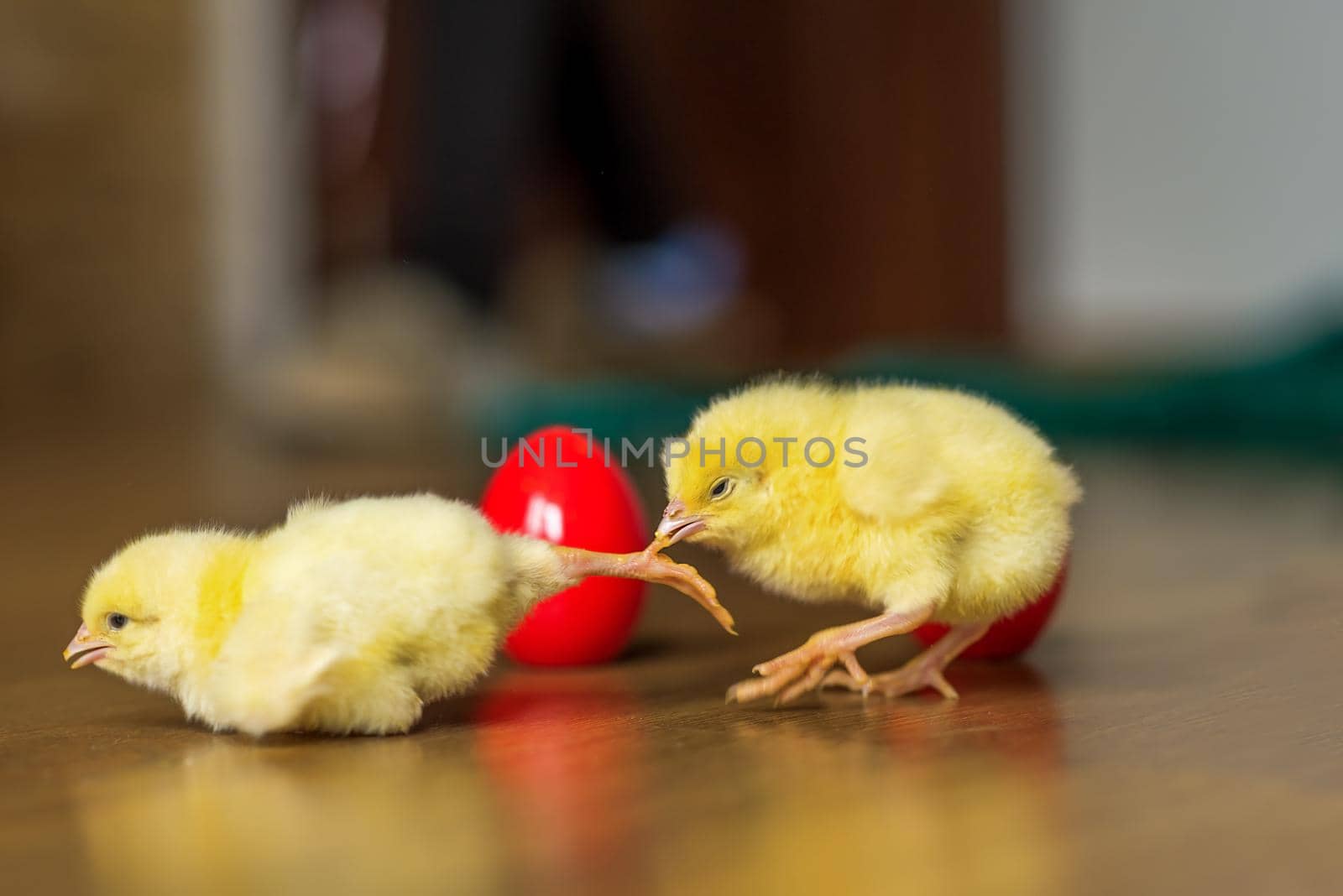 red Easter egg with Easter chicks in springtime