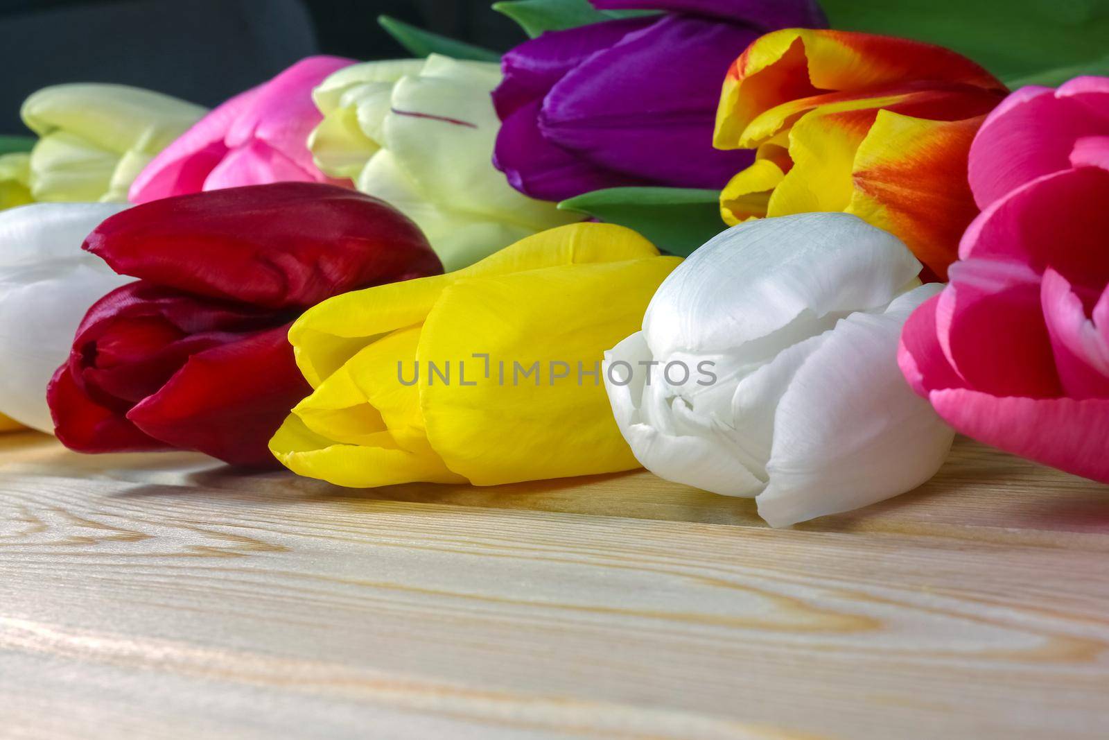 mix multi-colored tulips on a wooden background