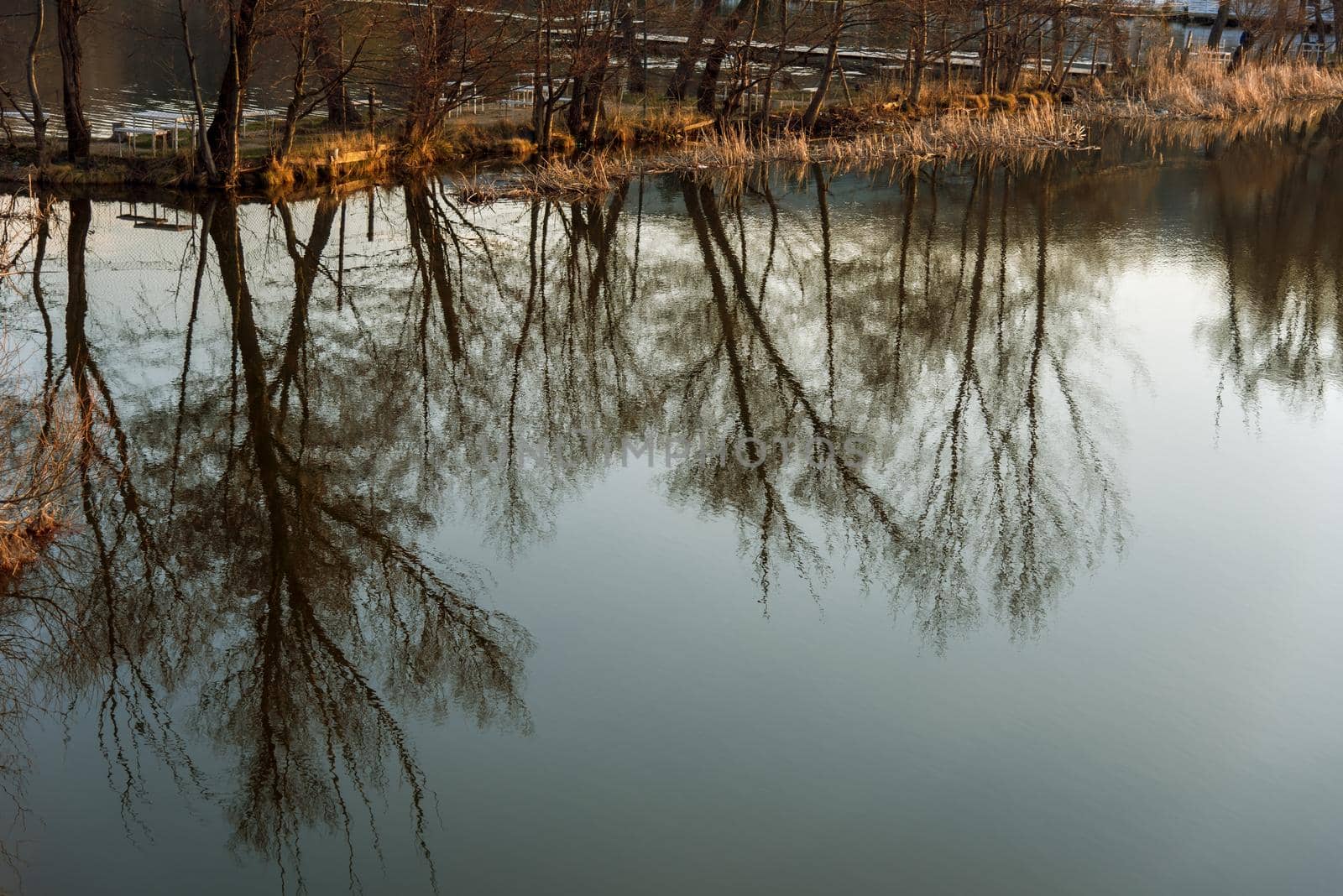 reflection of trees in water at sunset