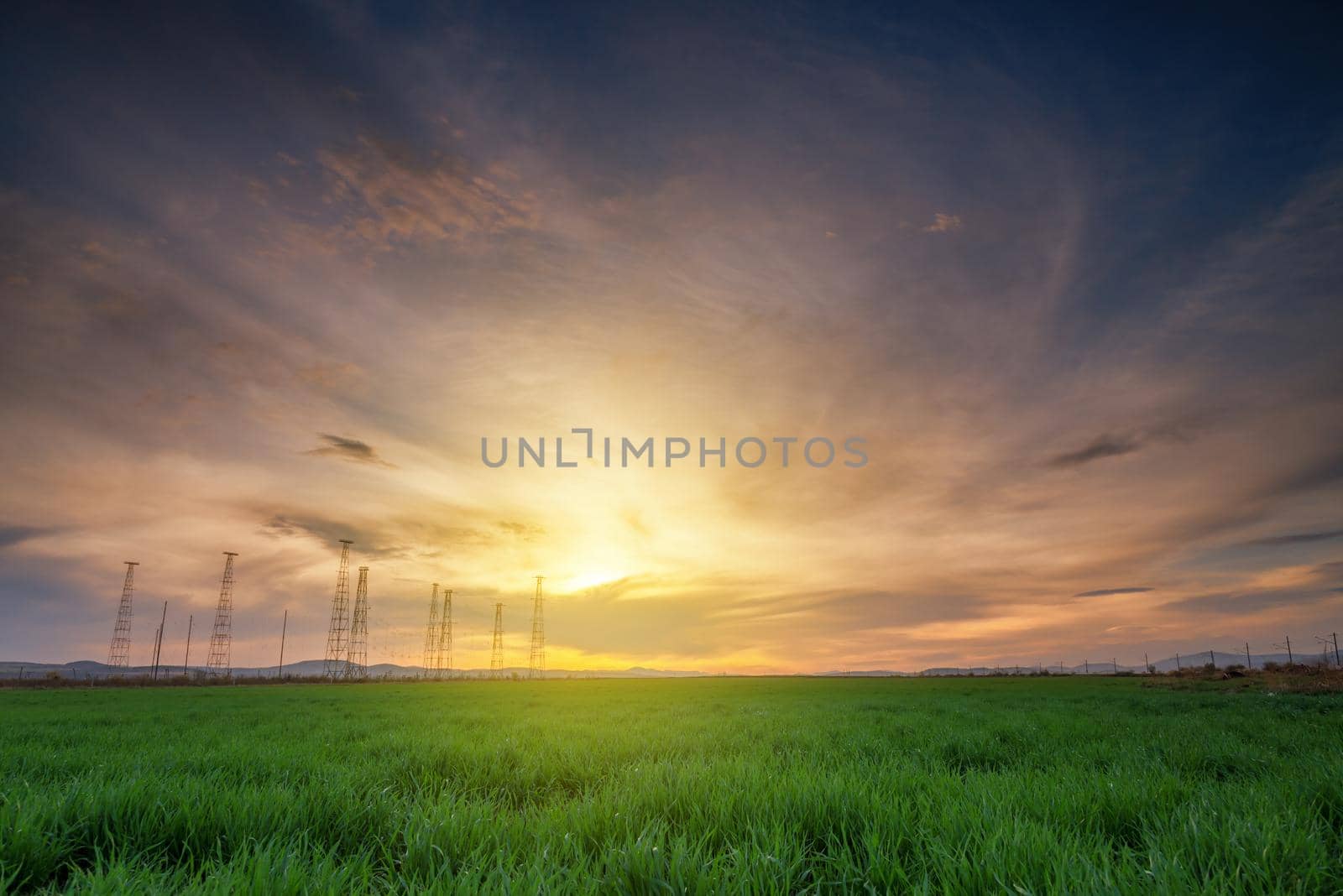 Rural landscape with wheat field on sunset in spring