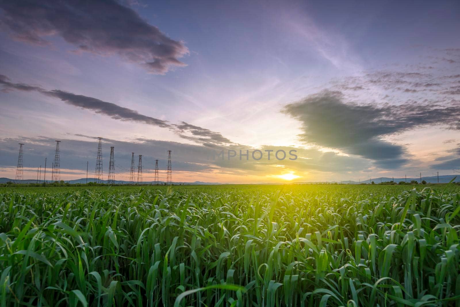 Vast green field at gorgeous sunset, a colorful panoramic landscape