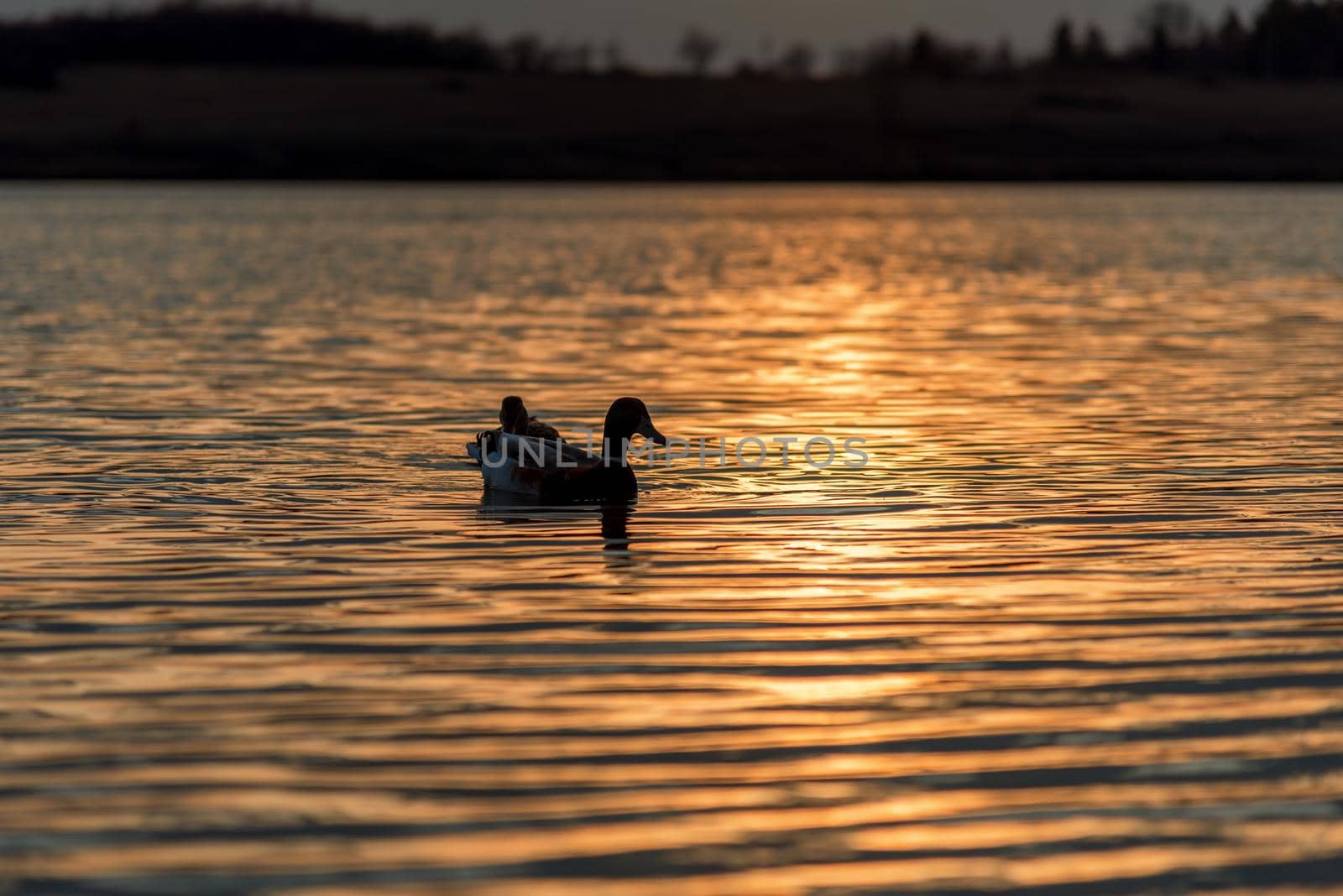 Silhouette of Duck Swimming in a Golden Pond as the Sun Sets