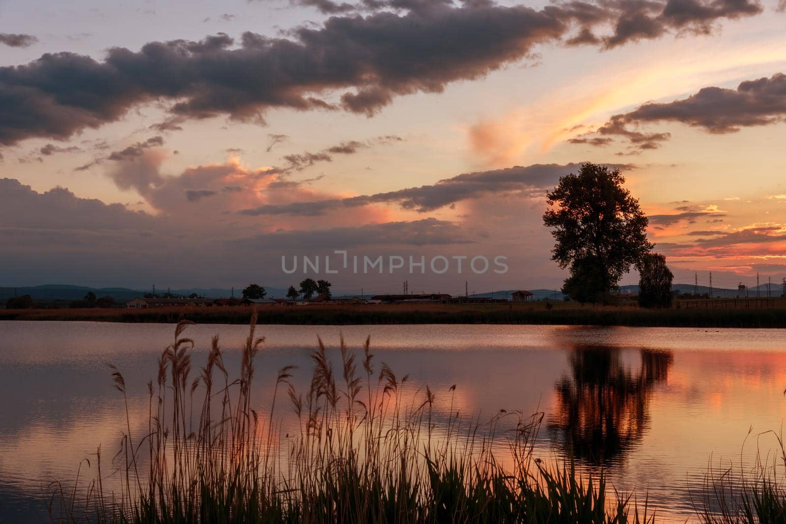 Silhouette tree at sunset in lake in summer