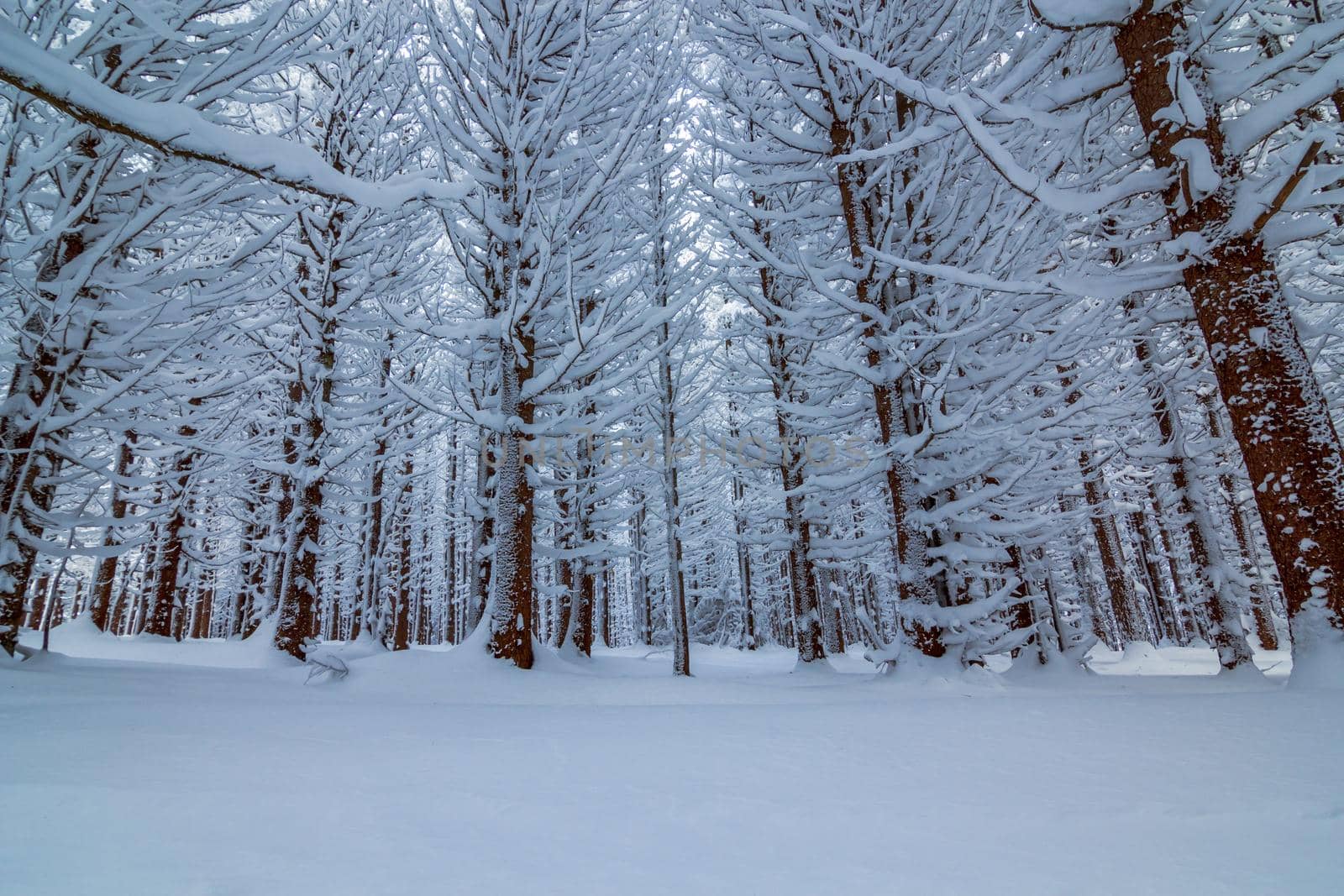 Snow covered forest in december